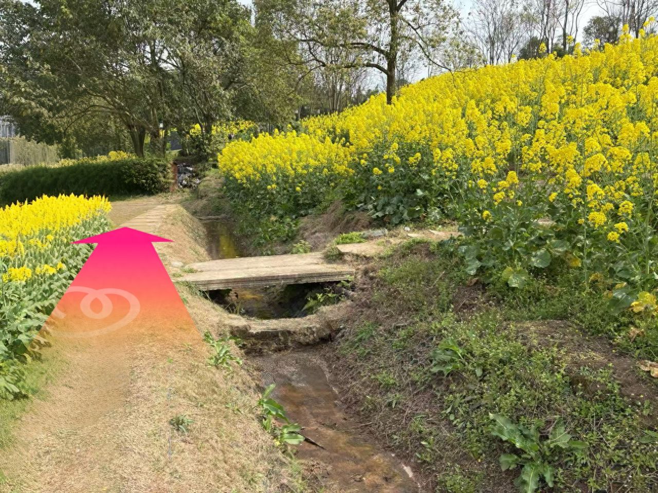 After entering the countryside, just follow the path straight ahead and you'll see the photo spot. — step-by-step photo guide