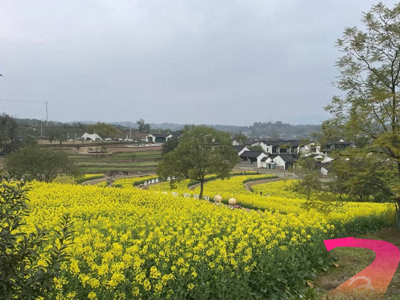After entering the flower field, make a right turn into the path between the rapeseed flowers, and you can take photos there. — step-by-step photo guide