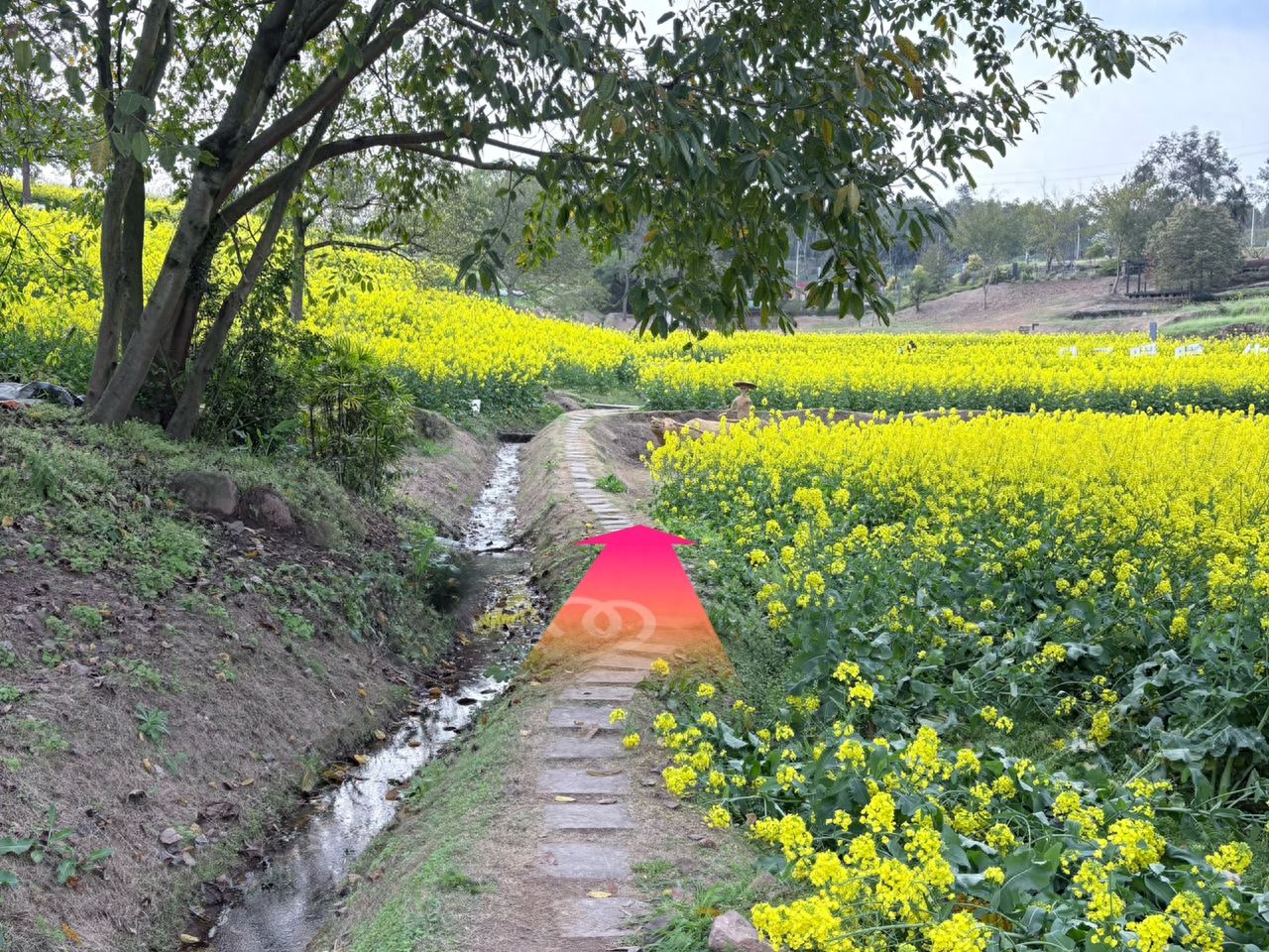 After entering the countryside, just follow the main road and you'll come across the photo spot. — step-by-step photo guide