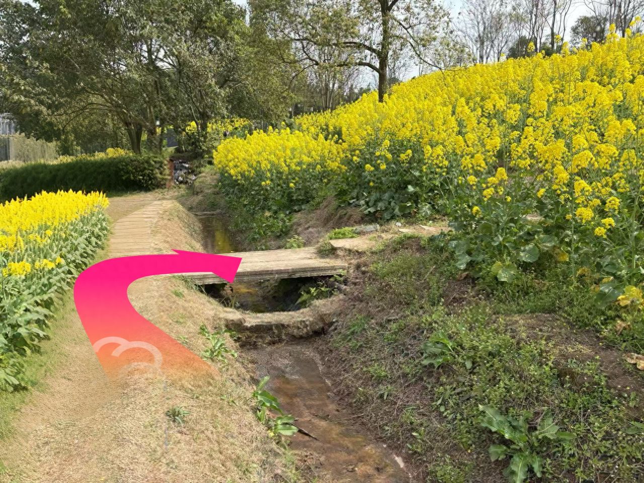 After entering the countryside, follow the path and turn right, then keep going uphill until you see the photo spot. — step-by-step photo guide