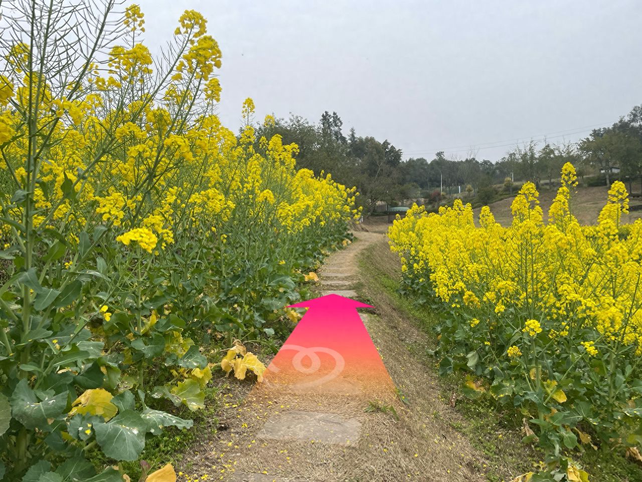 After entering the countryside, just follow the path and you'll eventually come across the photo spot. — step-by-step photo guide