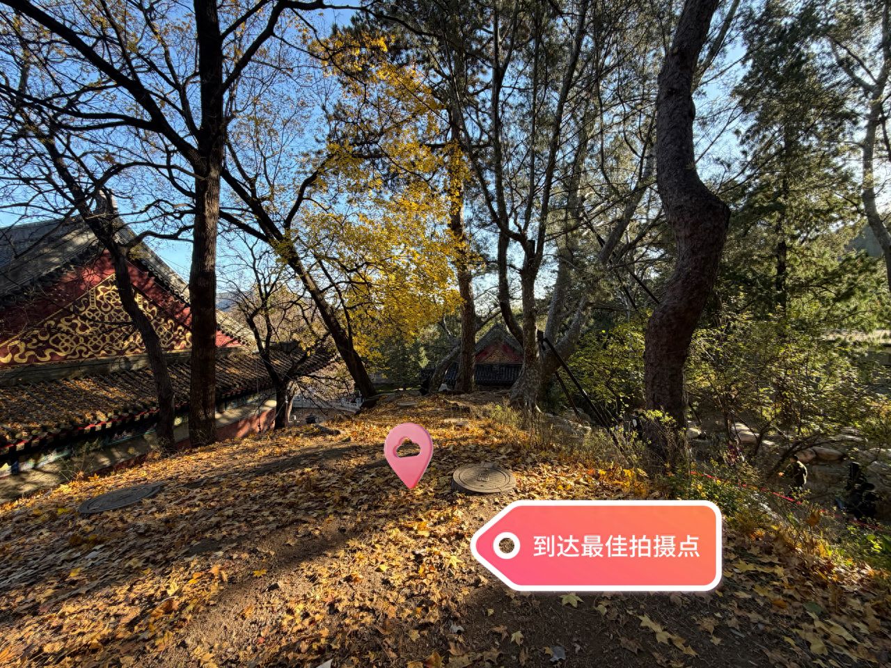 The shooting location is under the ginkgo trees on the hillside. — step-by-step photo guide
