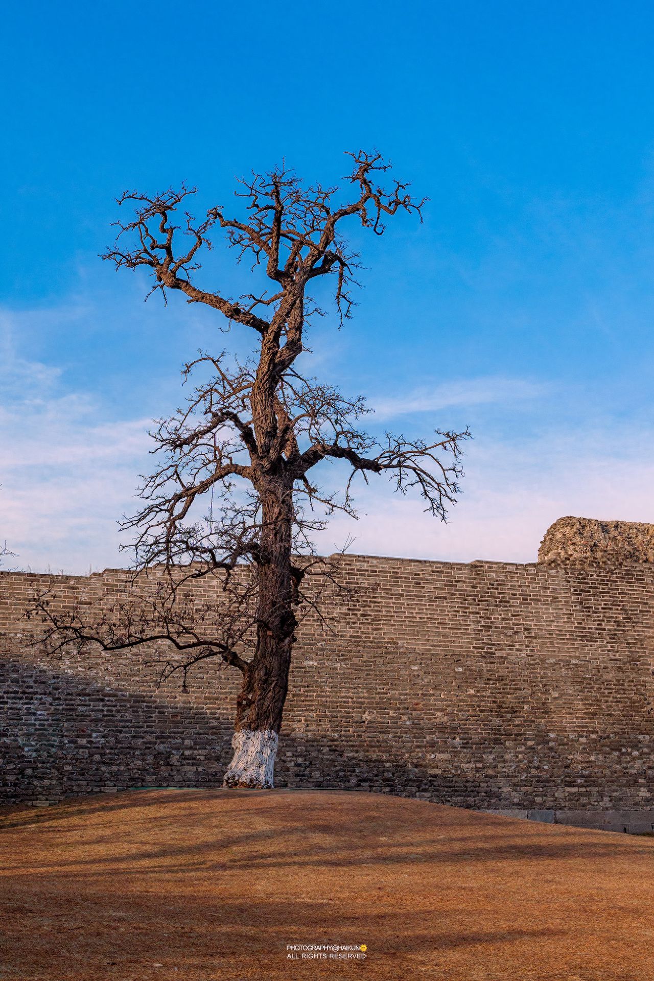 Photo by Ming City Wall Ruins Park - Dead Trees