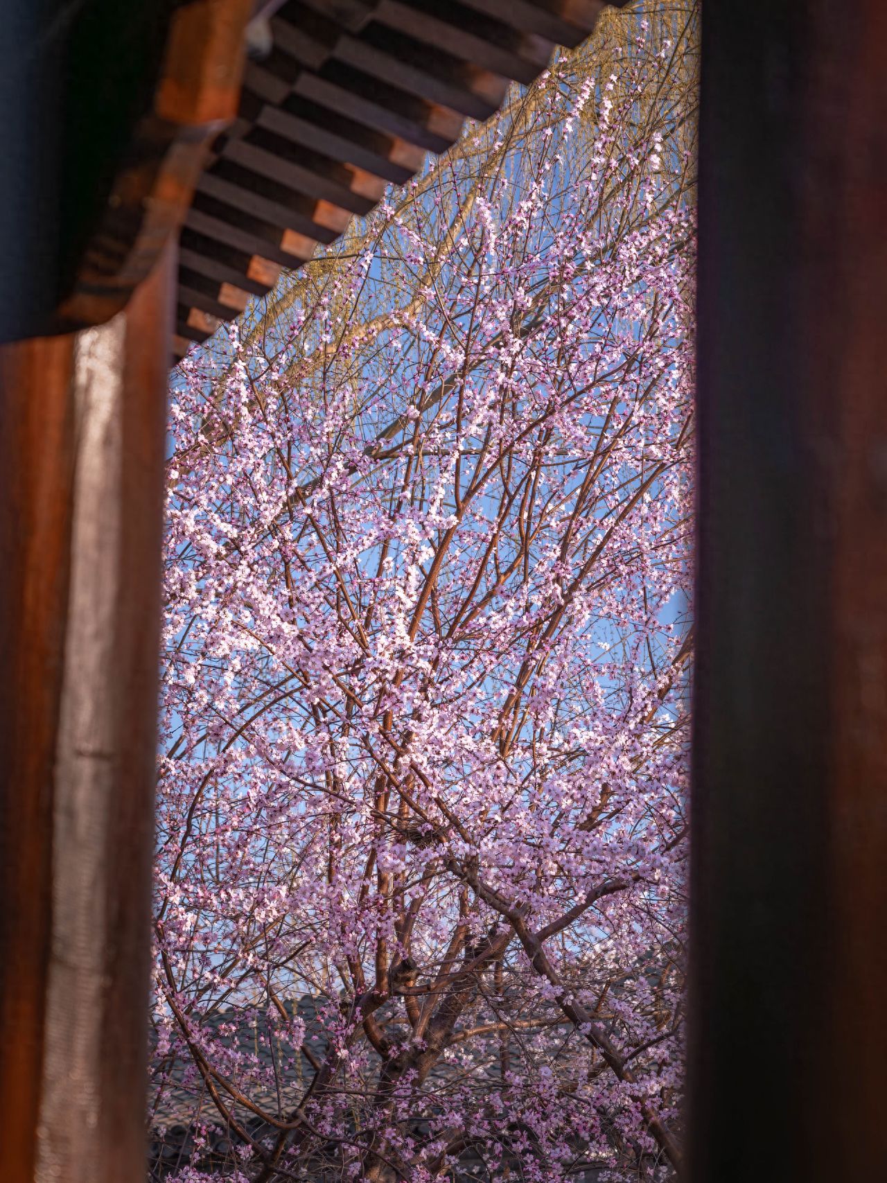 Use a framing composition technique, taking advantage of the wooden eaves at the front to create a natural frame that highlights the blooming cherry blossom tree in the center. The photographer stands under the frame and shoots upwards, capturing both the blue sky and the cherry blossoms in the frame to enhance the sense of depth. When framing the shot, keep the edges of the frame blurred, ensuring the main cherry blossoms are dense and clear, with a simple background. It is recommended to use a medium telephoto lens or a smartphone with a 3x zoom to compress the background and make the cherry blossoms more full.

Travel Tips: It is advisable to travel on a sunny day.