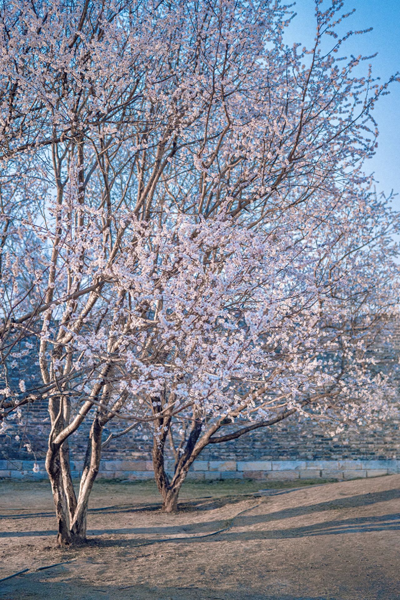 Photo by Ming City Wall Ruins Park - Peach Blossom Trees