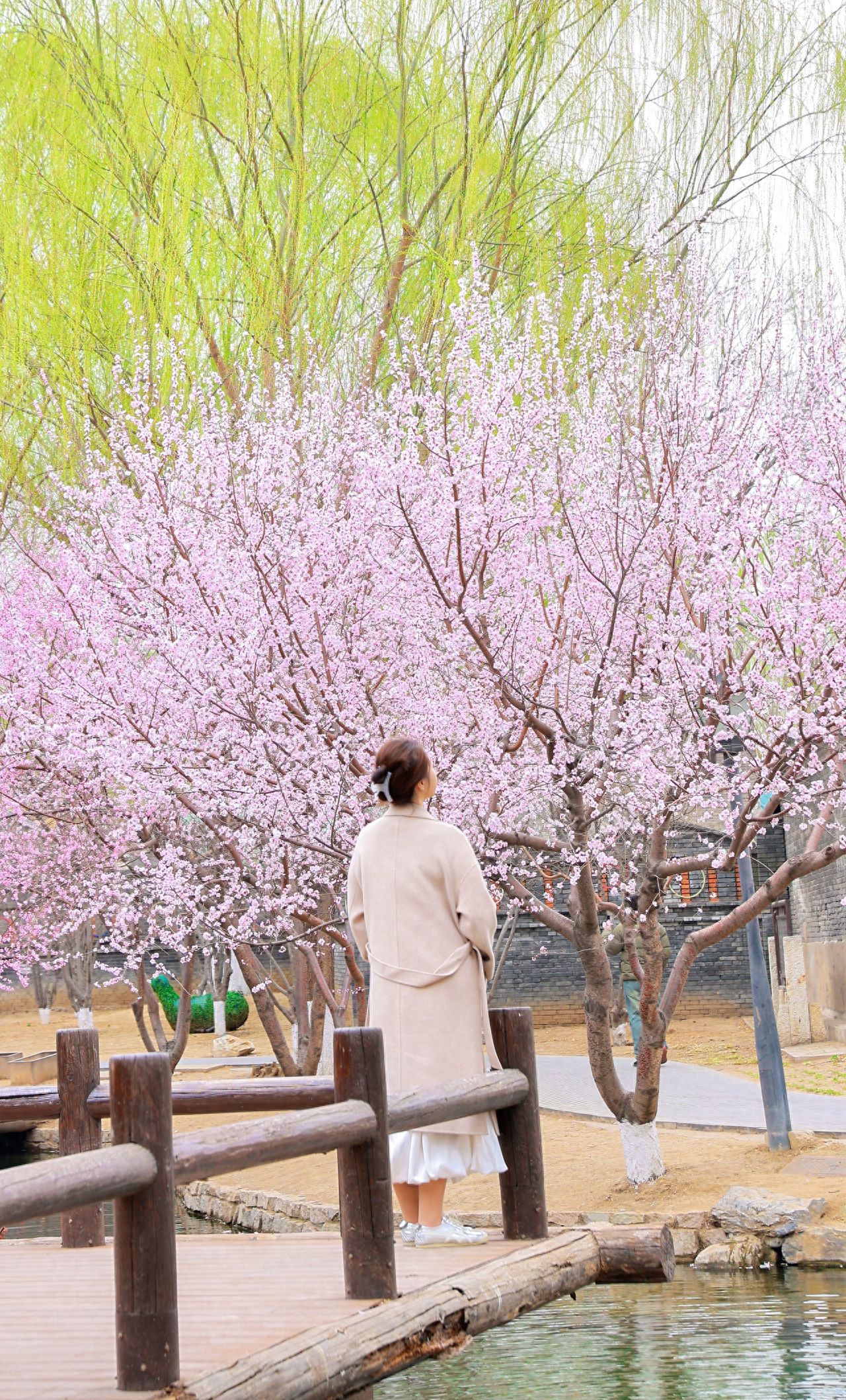 The model stands at the corner of the plank road, while the photographer squats on the opposite bank of the river and shoots upwards to capture more scenery.

1. Pose for the photo: The model can face away from the camera, looking up at the scenery.
2. Photography equipment: Canon R6 with a 24-70mm lens.
