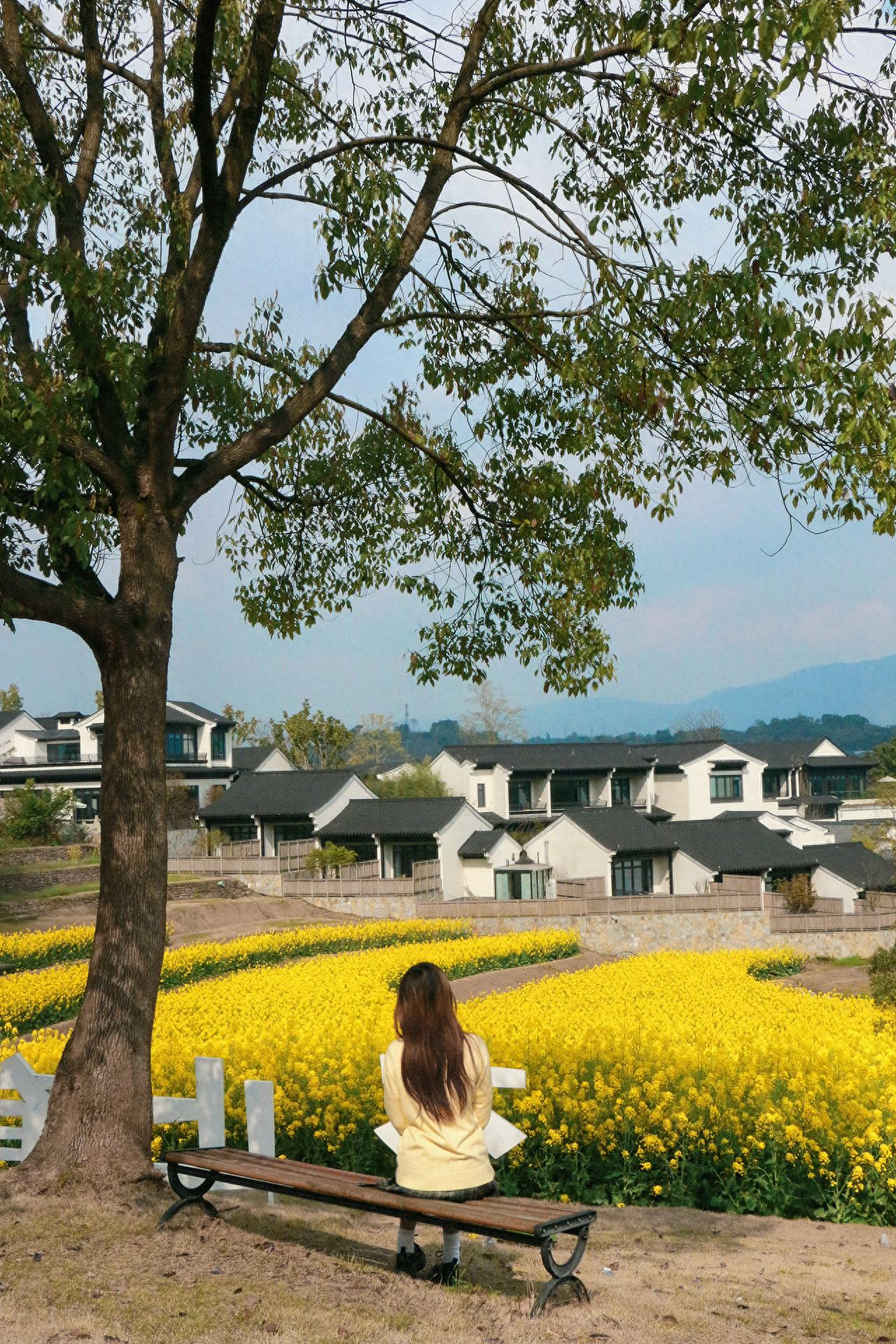 The model sits on a chair, and the photographer stands about three meters away, capturing the shot in a level angle to include the trees, rapeseed flowers, houses, and sky within the frame, creating a sense of depth and richness through layering.

1. It is recommended to shoot between 2 PM and 5 PM for better lighting and more striking images.
2. Suggest wearing light-colored dresses that match well with the flower fields.