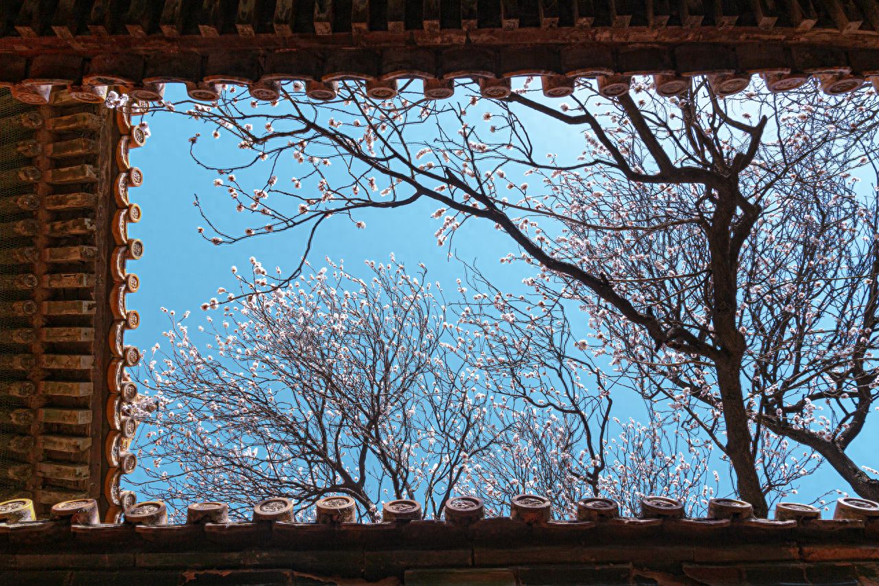 Use a framing composition, with the carved eaves of the ancient architecture as the foreground, framing the blue sky and blossoming branches in the background to enhance the sense of depth in the image. The photographer should use a low-angle shot, capturing from below upwards, to highlight the structure of the eaves and the depth of the branches. The framing should include the complete frame and the full view of the branches above, and it is recommended to use a wide-angle lens to retain environmental details and a sense of space.

Travel Tips: It is recommended to travel on a sunny day.