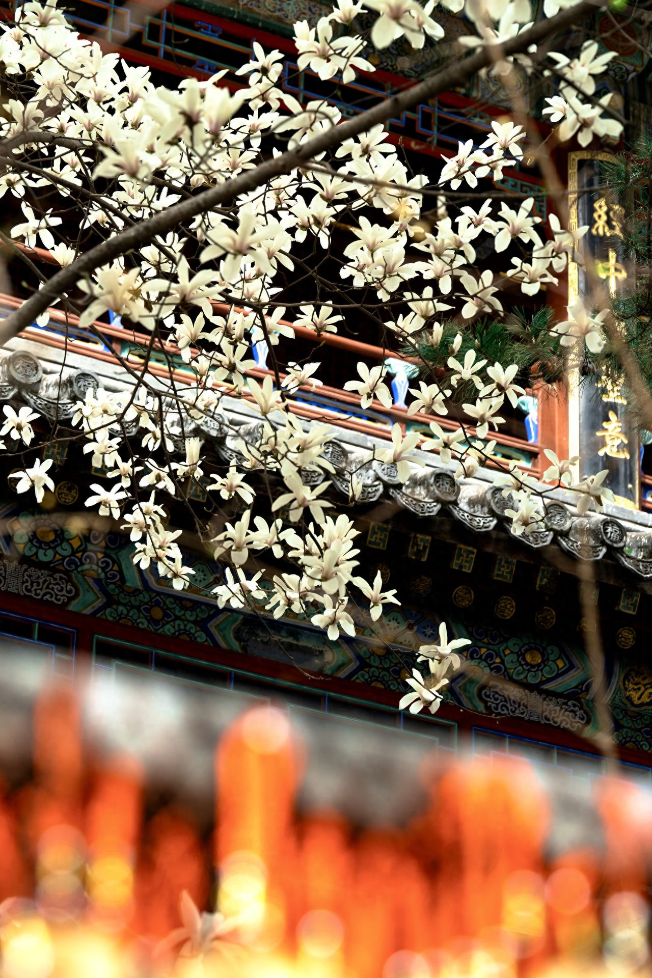 Photo by Tanzhe Temple - Two Qiao Magnolia