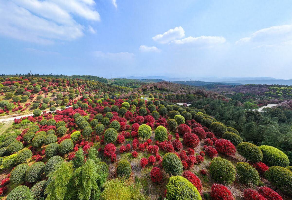 The photographer captures the scene from an aerial perspective, with the sky occupying about one-third of the top of the frame. Additional tips:

①In the garden, there's more than just trees; there are cherry blossoms in full bloom, which are also great for photos and check-ins.

②For those planning to visit, it's recommended to go early in the morning or in the evening for the best light. Bring your smartphone, camera, and drone; the garden is quite vast and offers many opportunities for photography and check-ins. Remember to prioritize safety while traveling and to not litter.