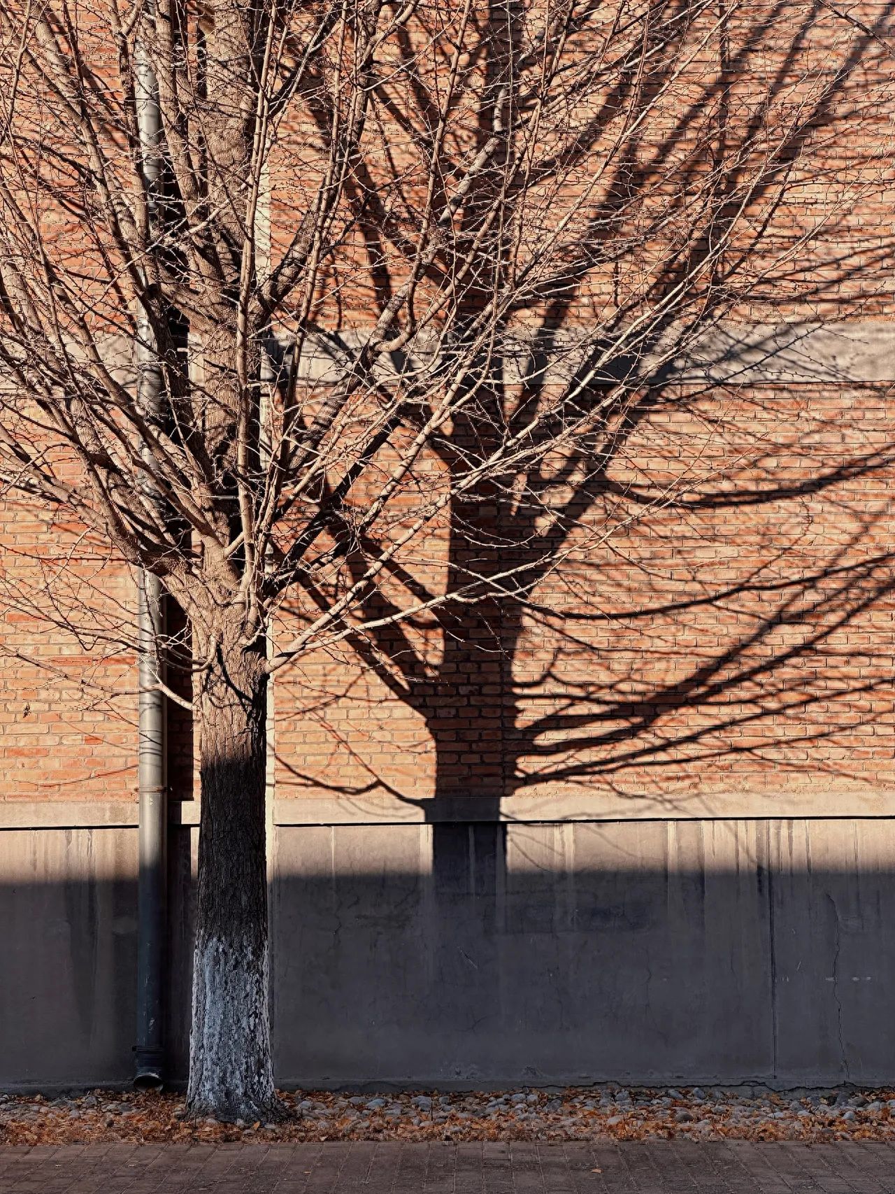 Photo by China National Academy of Arts Oil Painting Institute - Shadows of Tree Trunks