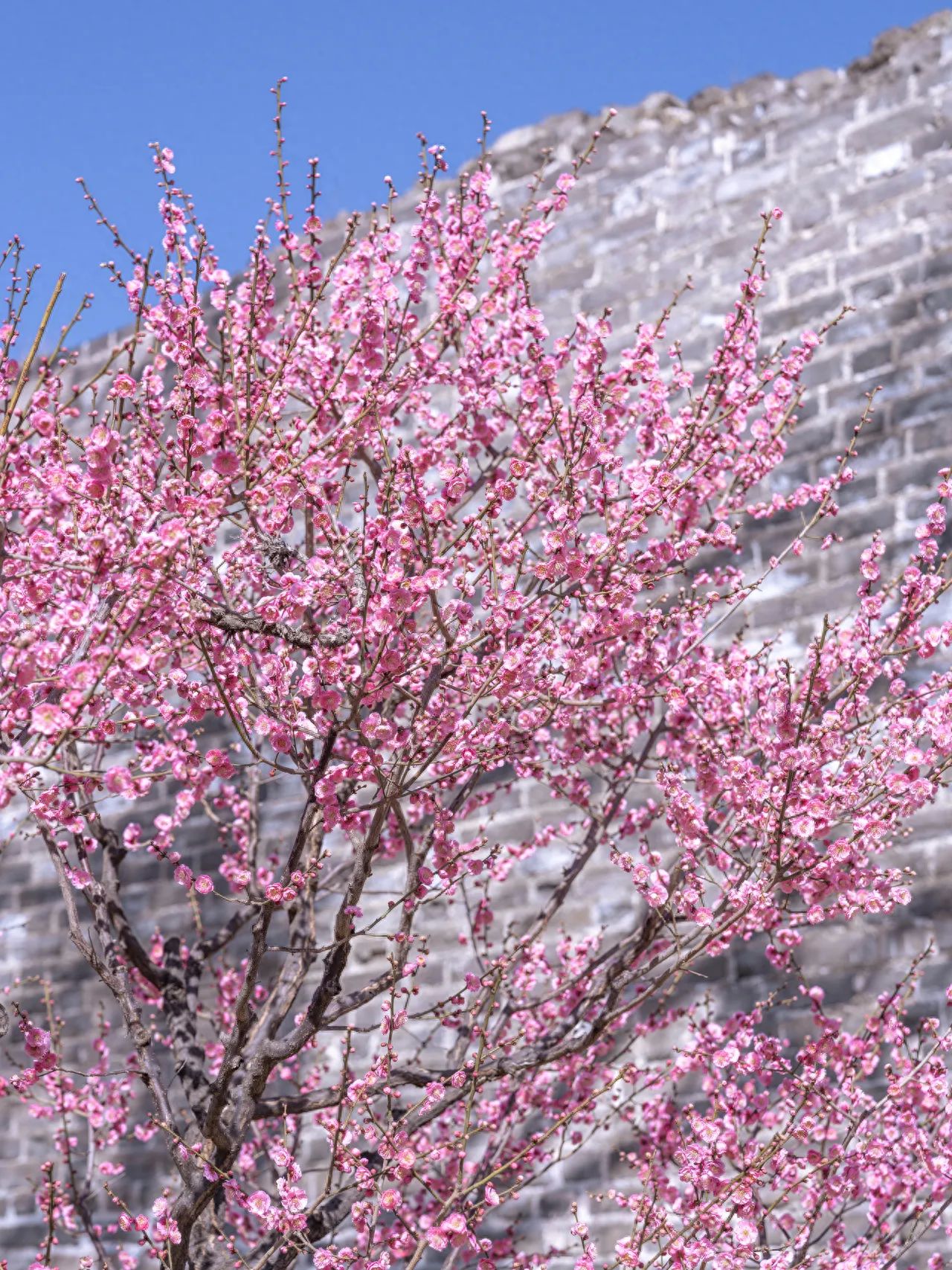 Photo by Ming City Wall Ruins Park - Begonia Flowers and City Walls