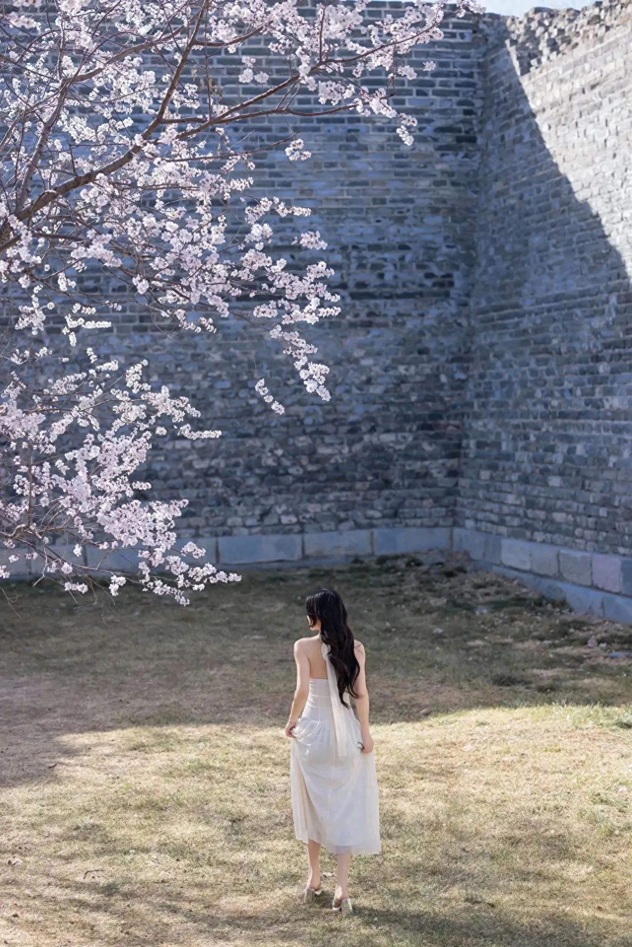 Photo by Beijing Ming City Wall Ruins Park - Plum Blossoms and City Wall Photos
