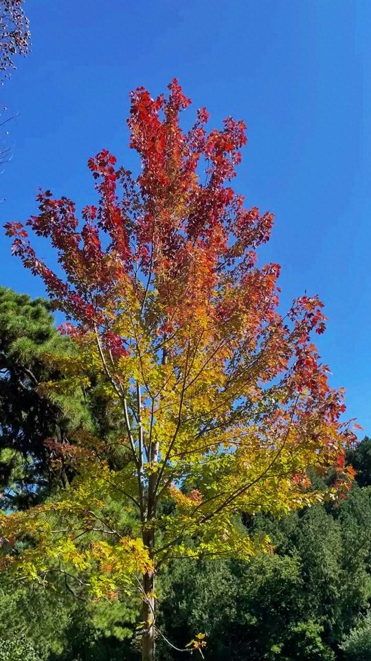 Photo by Beijing Xiangshan Park - The Only Red-Leafed Tree