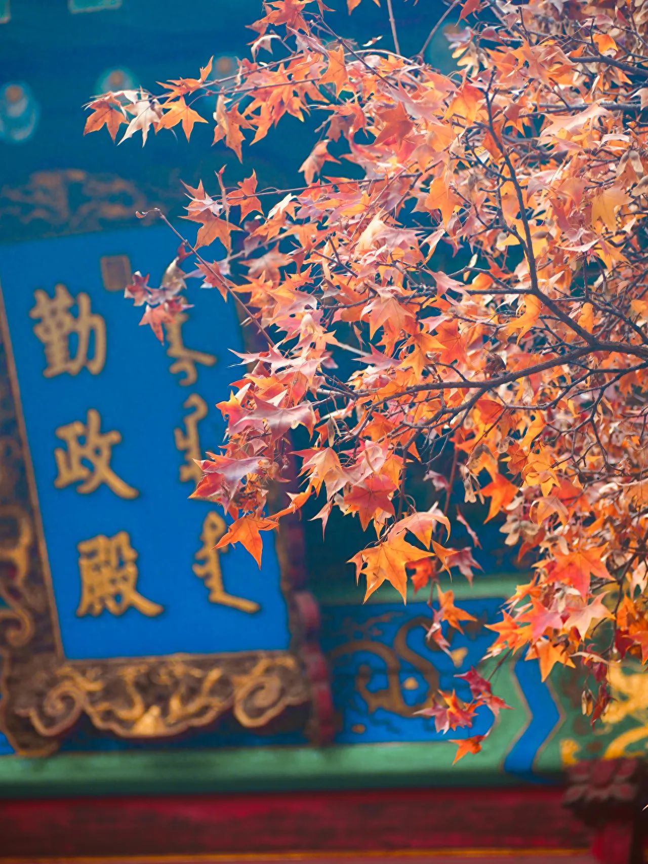 Photo by Xiangshan Park's Qinzheng Hall - Plaque and Red Leaves