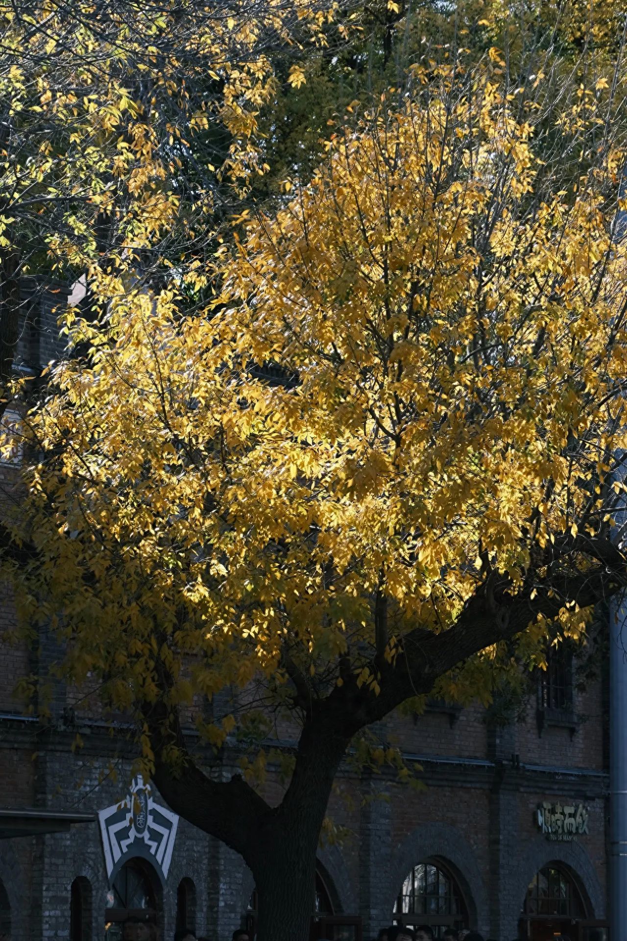 Photo by Changchun Hall, 28 May 4th Street - Trees and Buildings in the Same Frame