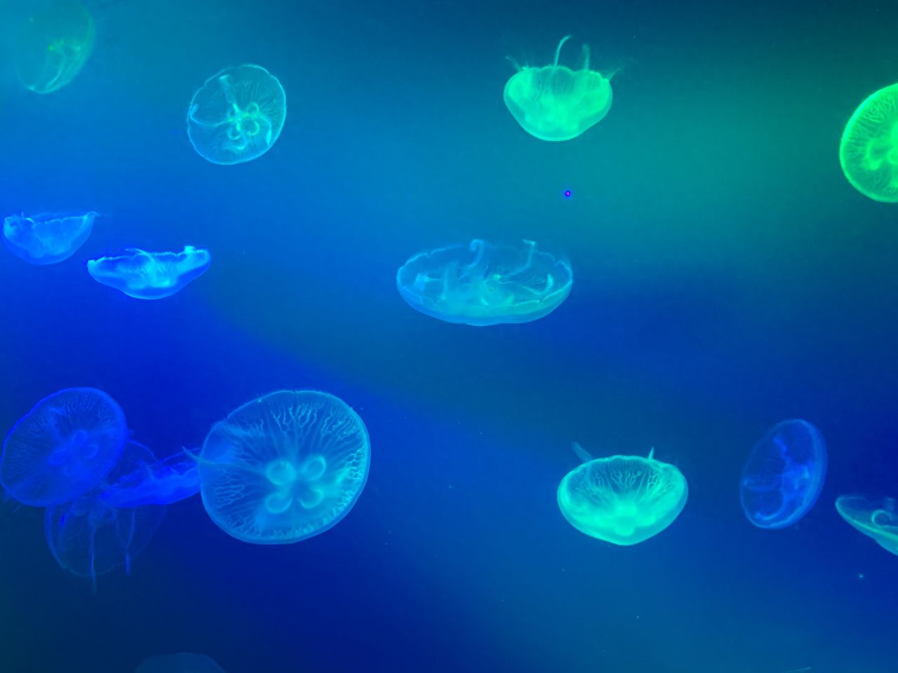 Photo by Beijing Aquarium - Jellyfish Pavilion