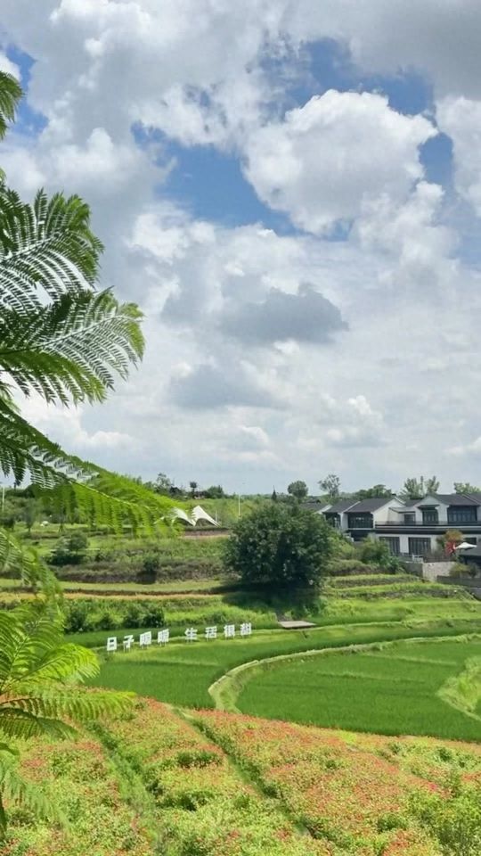 Suggest a centered composition, placing the main subject "Bright Days, Sweet Life" text in the middle of the frame. The rice fields and flower fields around the text should have distinct layers to enhance the visual focus of the image. Adjust the shooting angle as needed, maintaining an upward angle to highlight the blue and white gradient of the sky and the layered clouds, while keeping the tree leaves on the left as a foreground element to add a natural frame effect and a sense of depth to the image.

Travel Tips: Best for shooting on a sunny day with good light conditions.