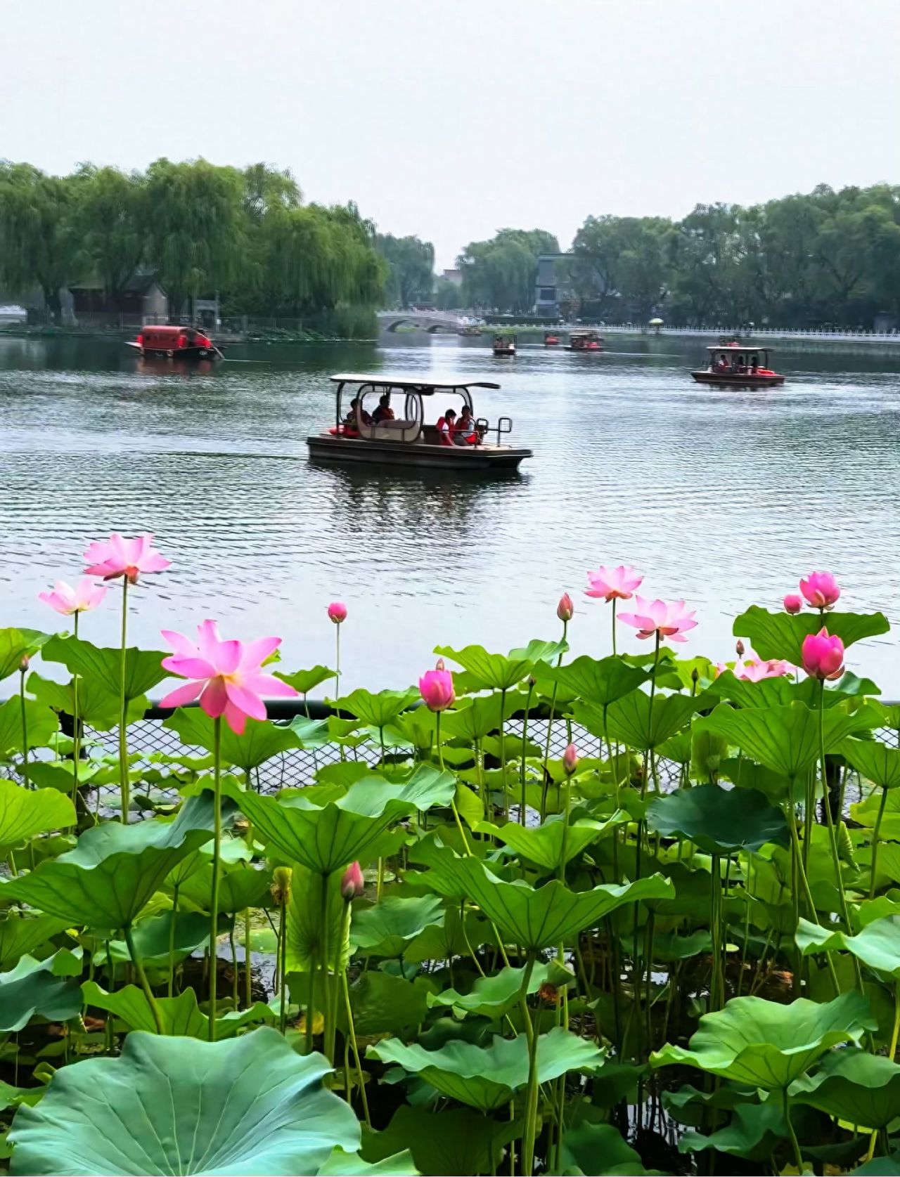 Photo by Shichahai Lotus Market - Lotus Pond