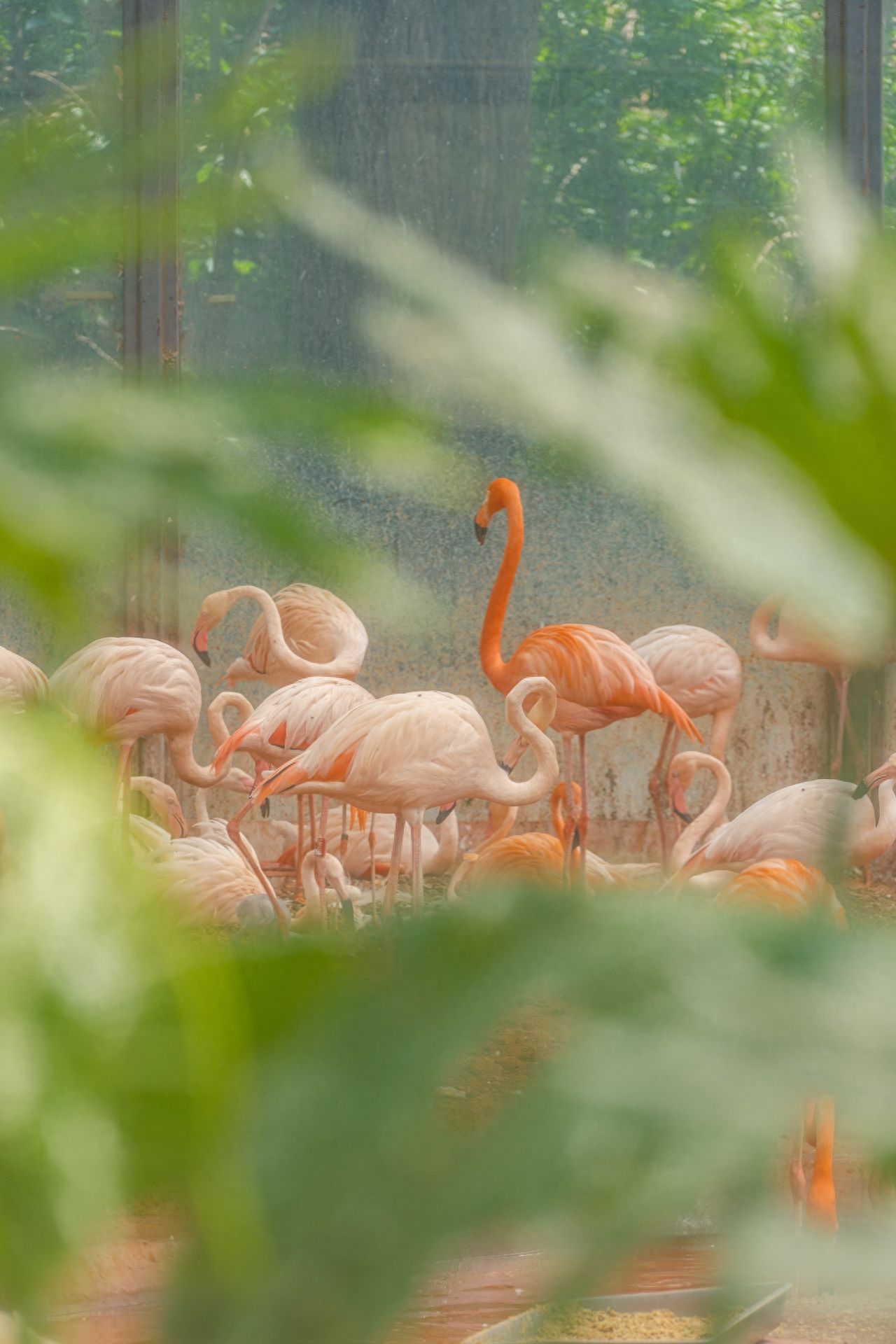 Photo by Beijing Zoo - Flamingo Pavilion