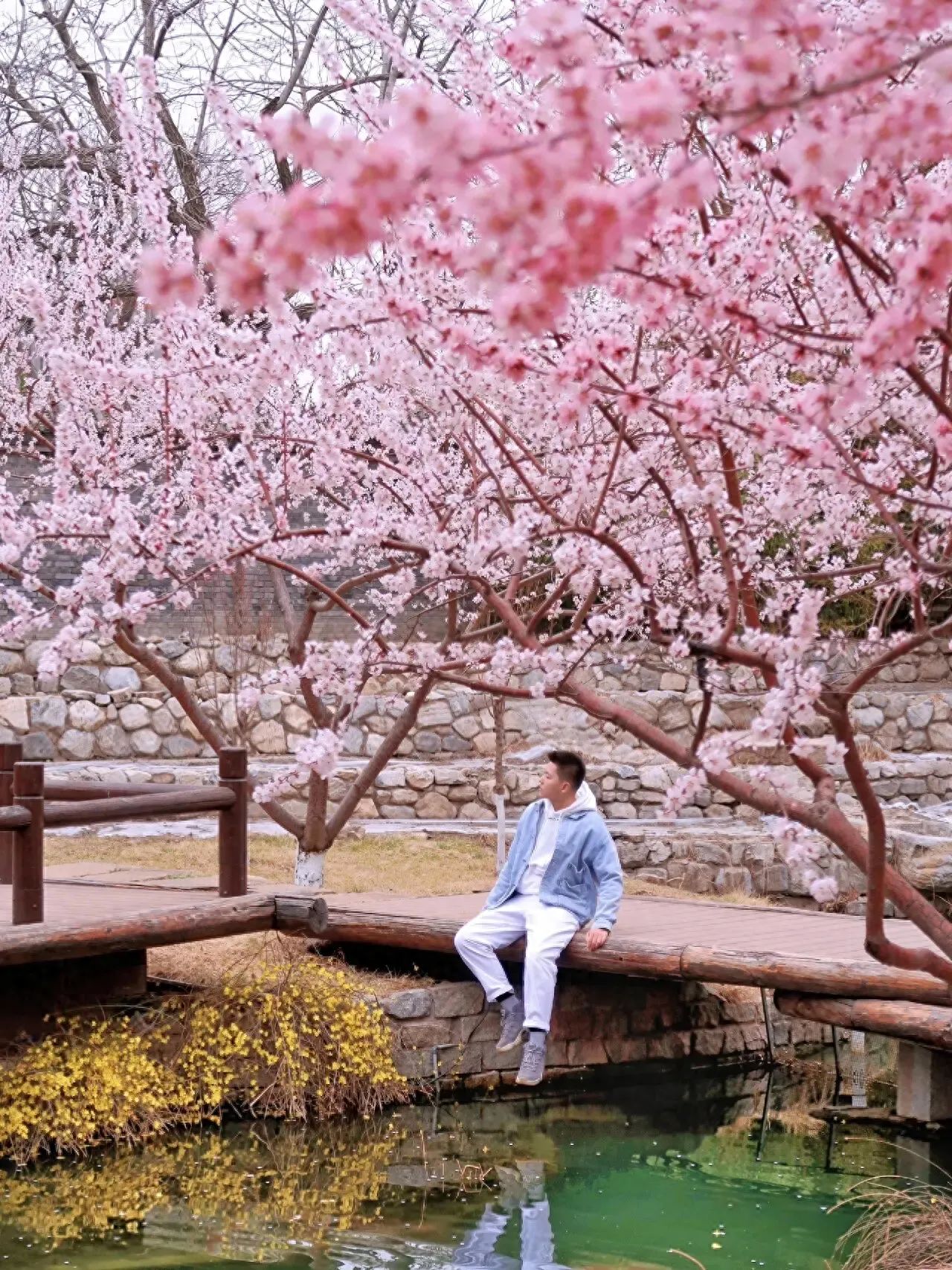 The photographer stands diagonally in front of the subject, shooting from an eye-level perspective. Using frame composition, the pink flower branches in the foreground form a natural frame, highlighting the main body of the subject. Travel tips: The blooming period is in mid-March.