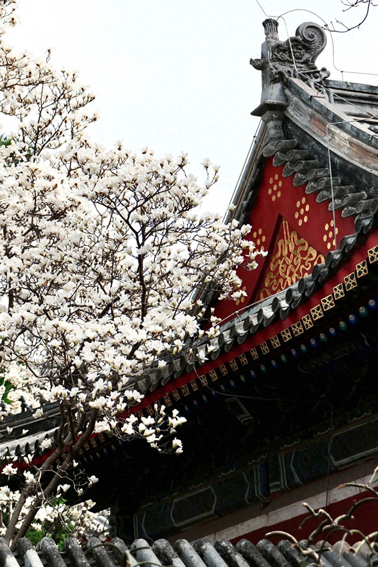 Photo by Beijing Wanshou Temple - Magnolia Blossoms and Red Eaves