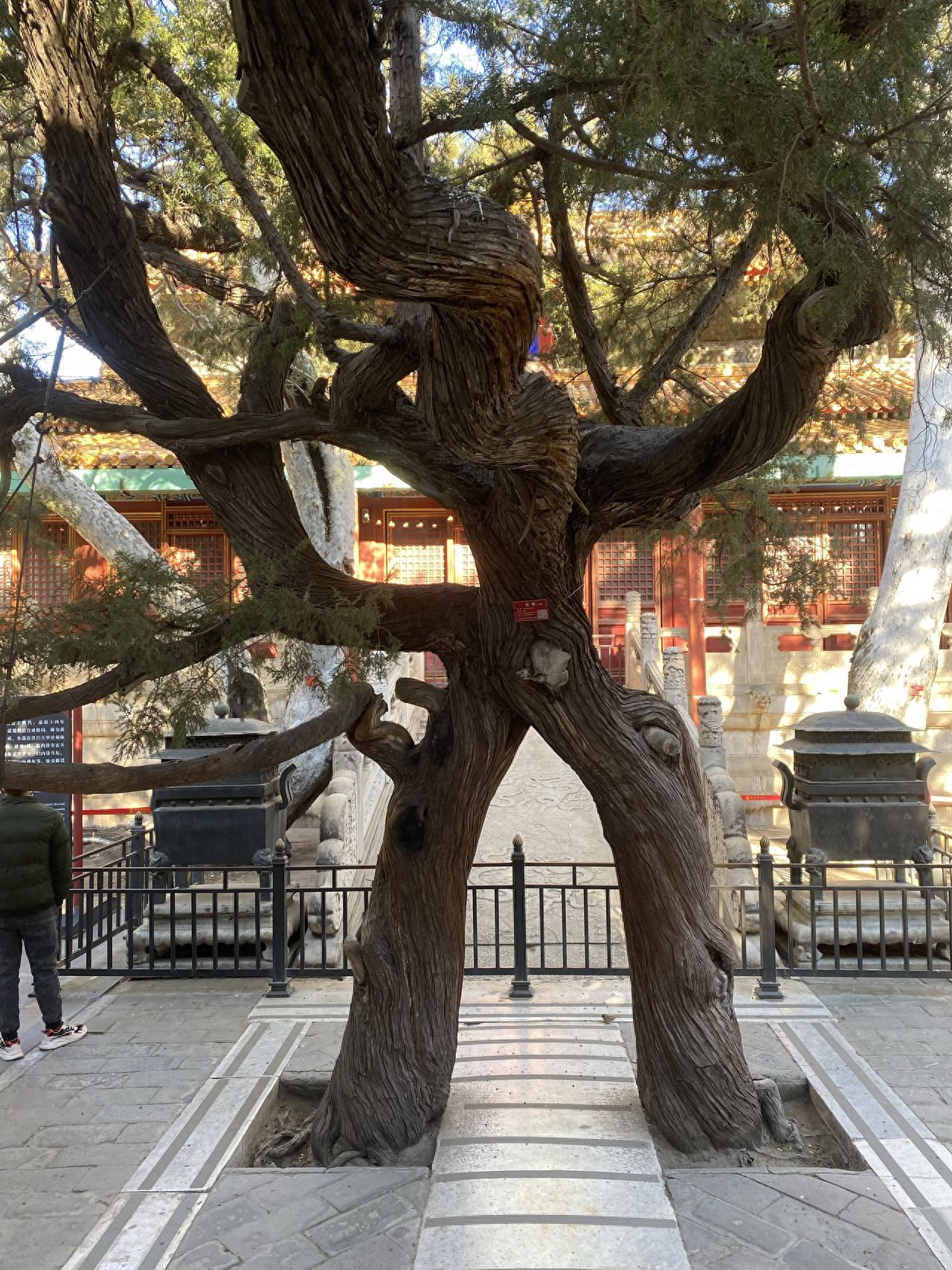 The photographer stands in front of the trunk-entwined tree, using a central composition with the tree positioned slightly to the right in the frame. The background includes a red-walled building and yellow roof, with a stone path leading to the building to enhance the sense of depth.

Travel Tips: There are many people during weekends and holidays, so it's recommended to avoid peak times.