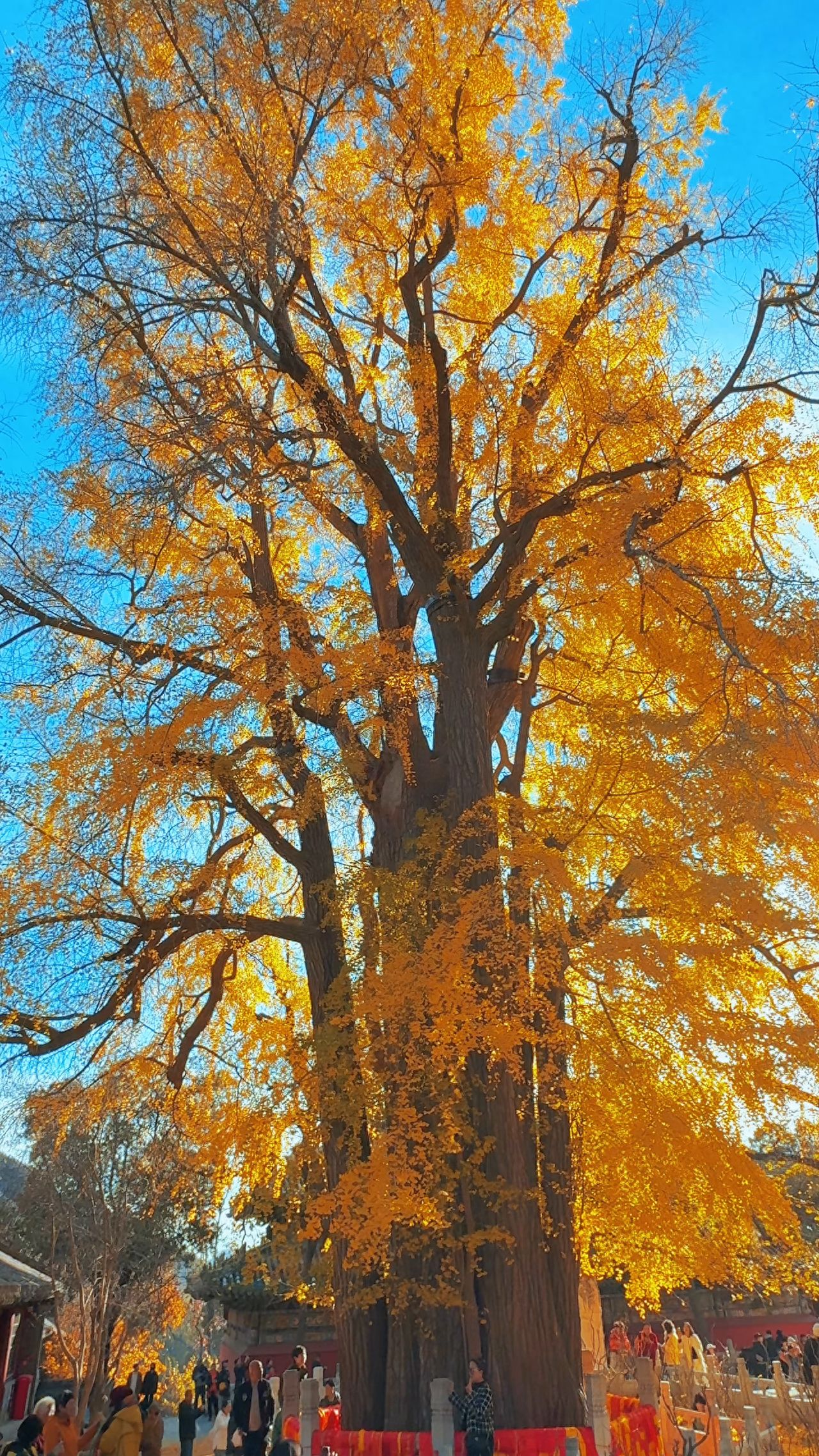 Photo by Tanzhe Temple - Millennium Ginkgo Ancient Tree