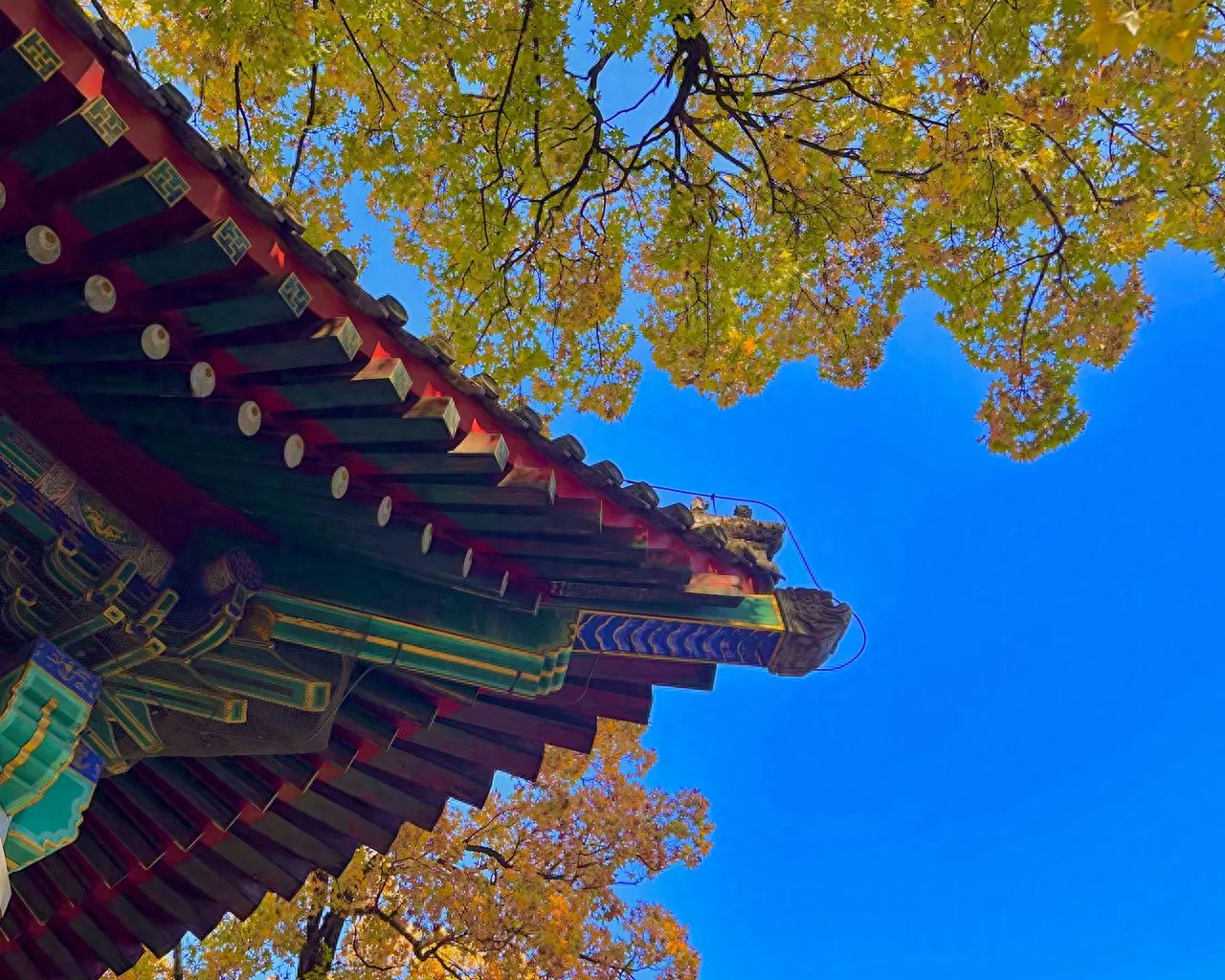 Photo by Beijing Fragrant Hills Park - A Corner of the Eaves with Maple Leaves