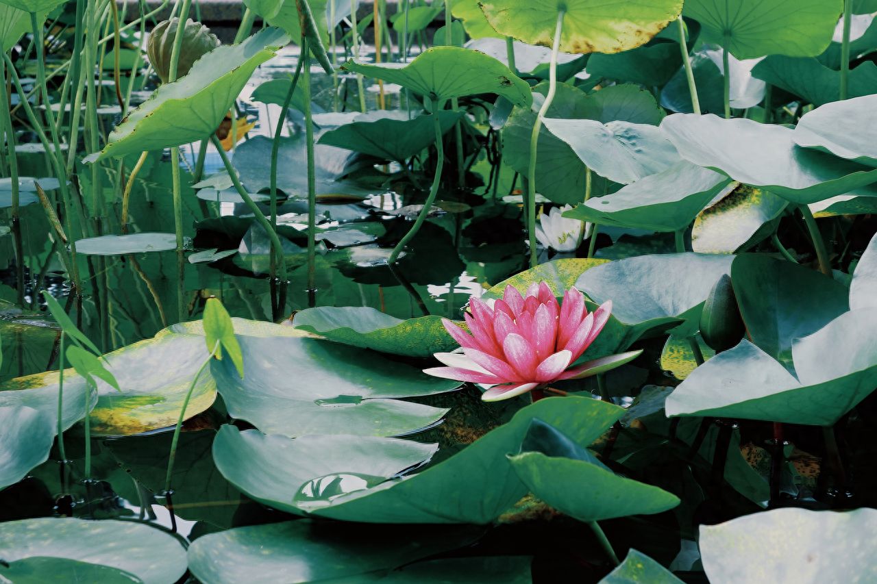 Photo by China Railway Museum (Dongjiao Exhibition Hall) - Pond in front of the exhibition hall