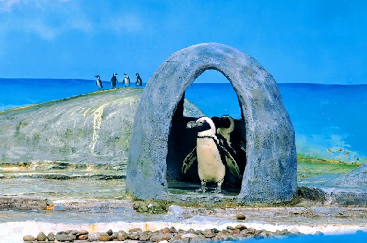 Photo by Beijing Zoo - Penguin House