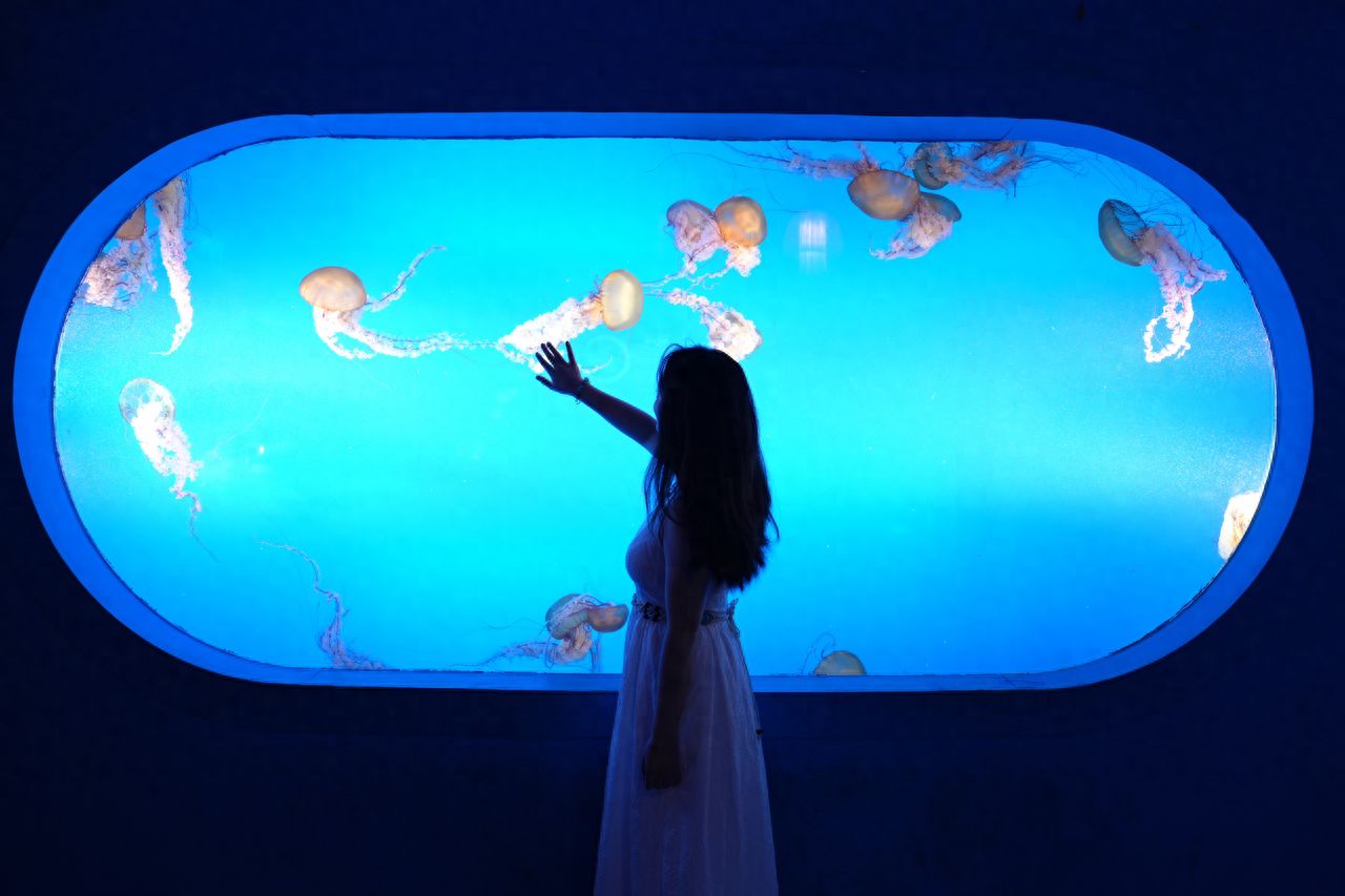 Photo by Pacific Ocean Floor World - Jellyfish Aquarium