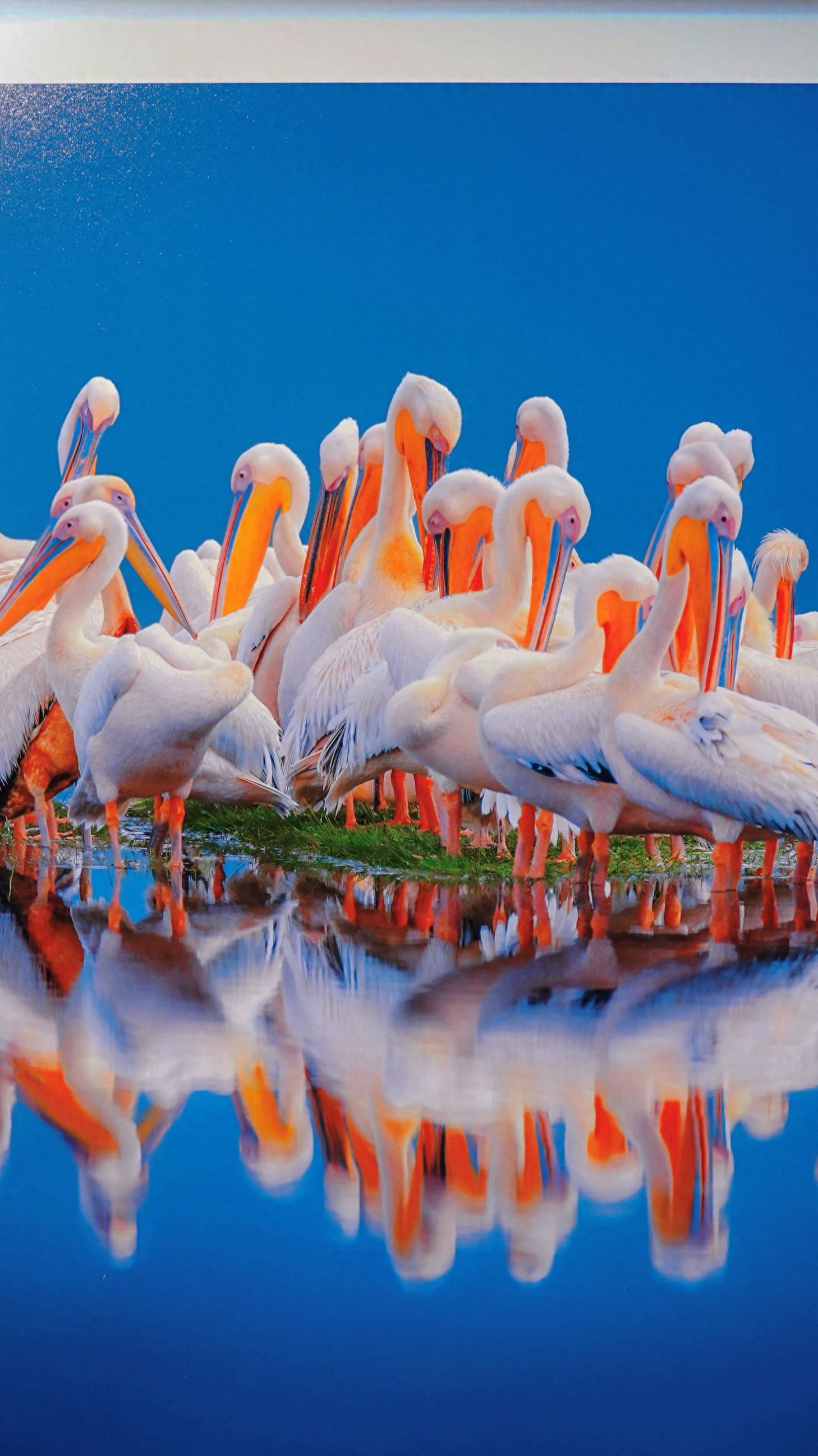 Photo by Luo Hong Photography Art Museum - Photographing White Pelican Photography Works