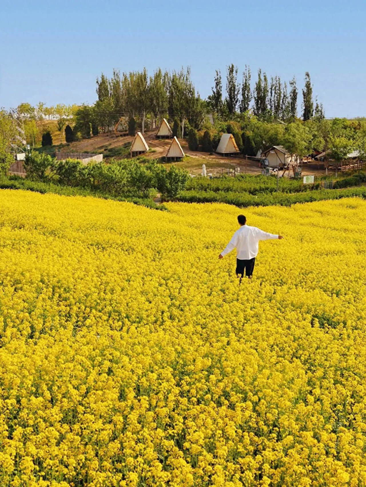 Photo by Wenyu River Park West Garden - Rapeseed Flower Sea