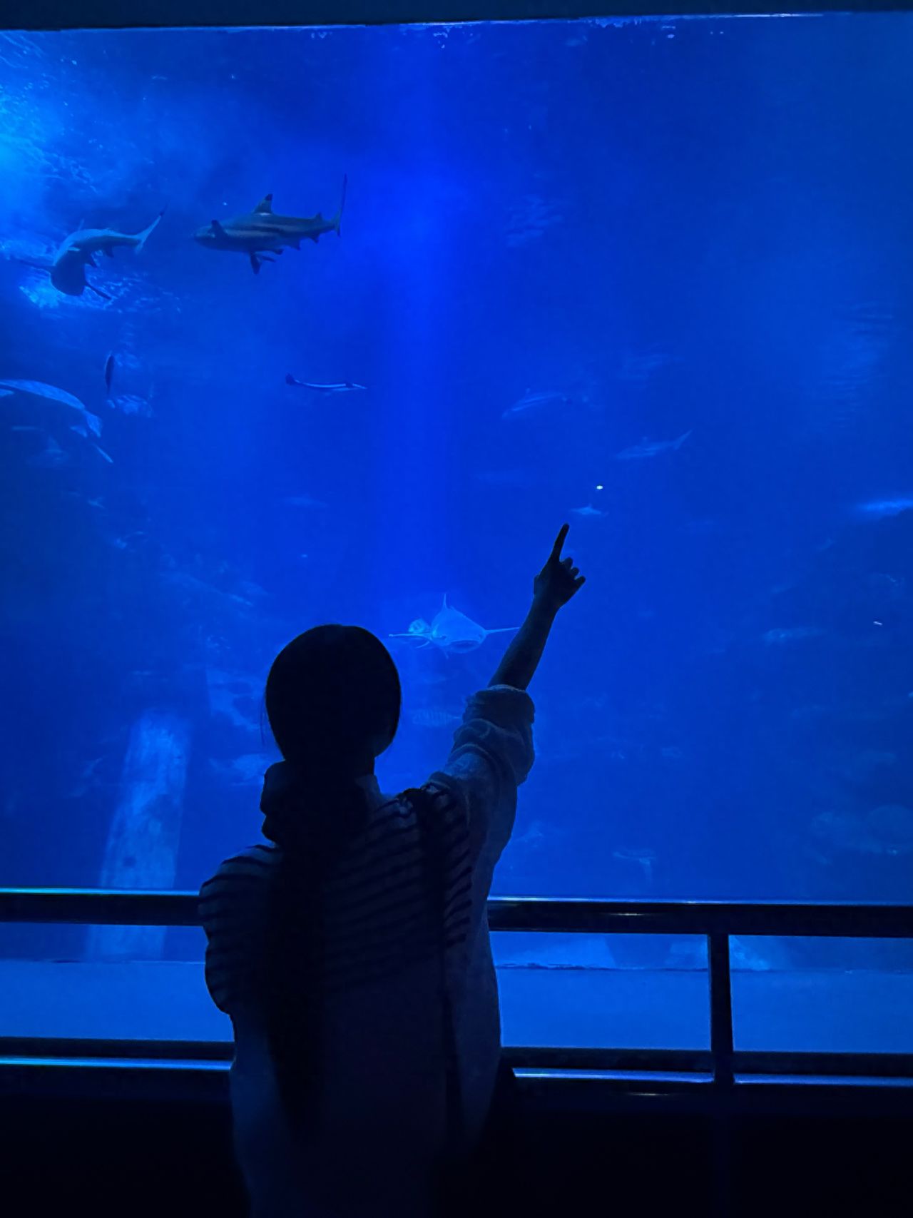 Photo by Pacific Ocean Underwater World Expo - Fish Tank Front Barrier
