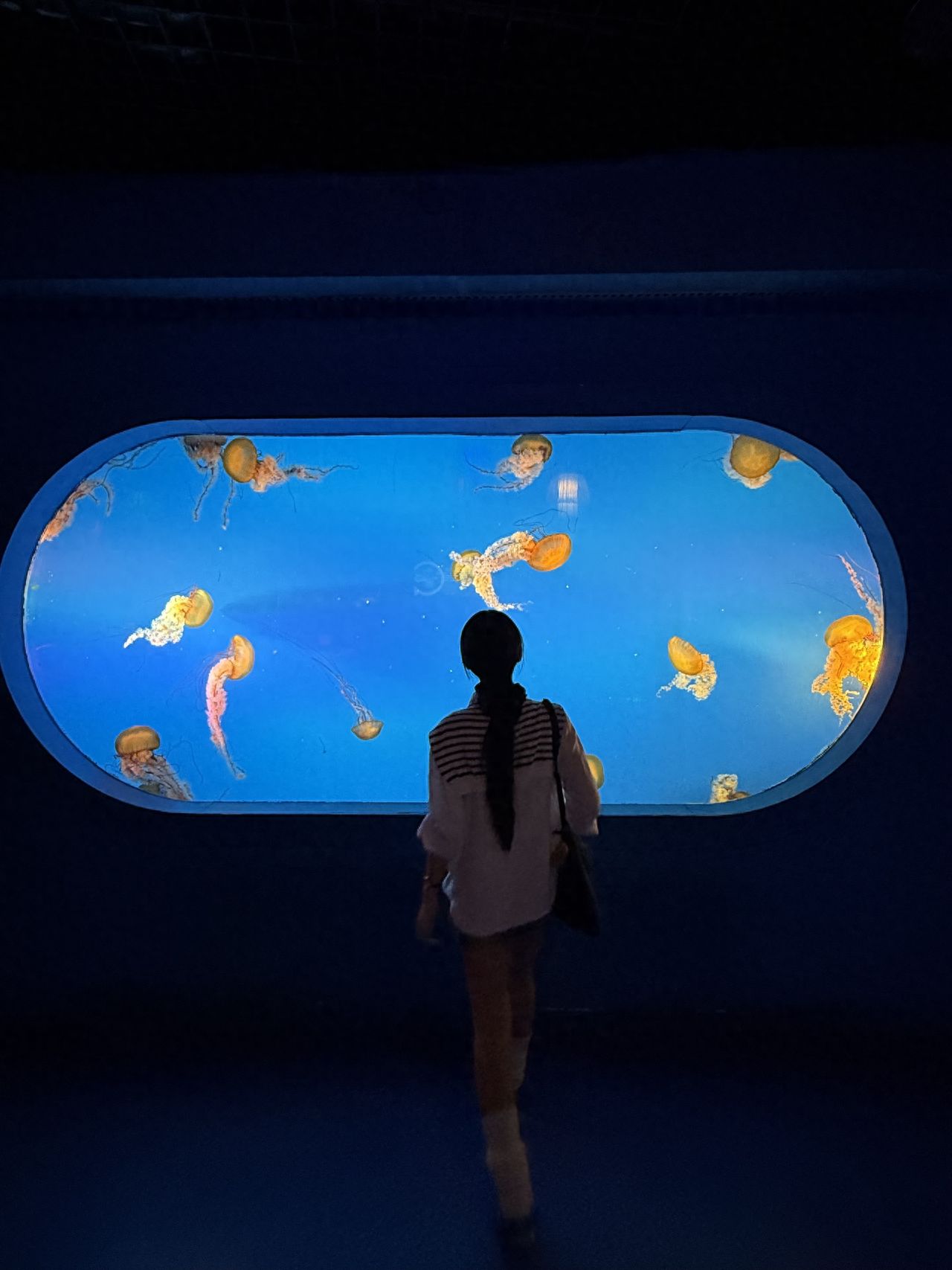 Photo by Pacific Ocean Underwater World Expo - Jellyfish Viewing Window