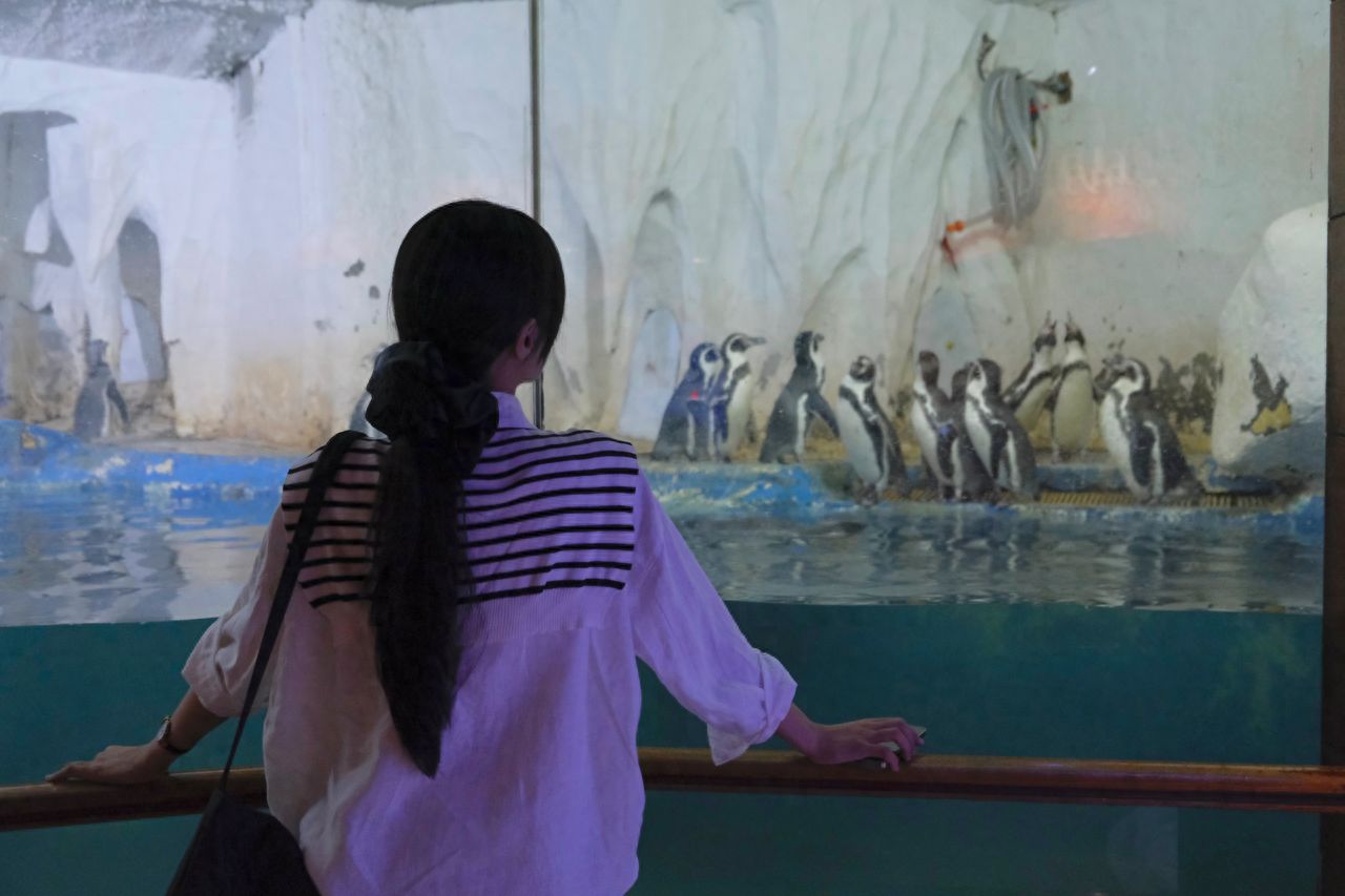 Photo by Pacific Ocean Underwater World Expo - Penguins