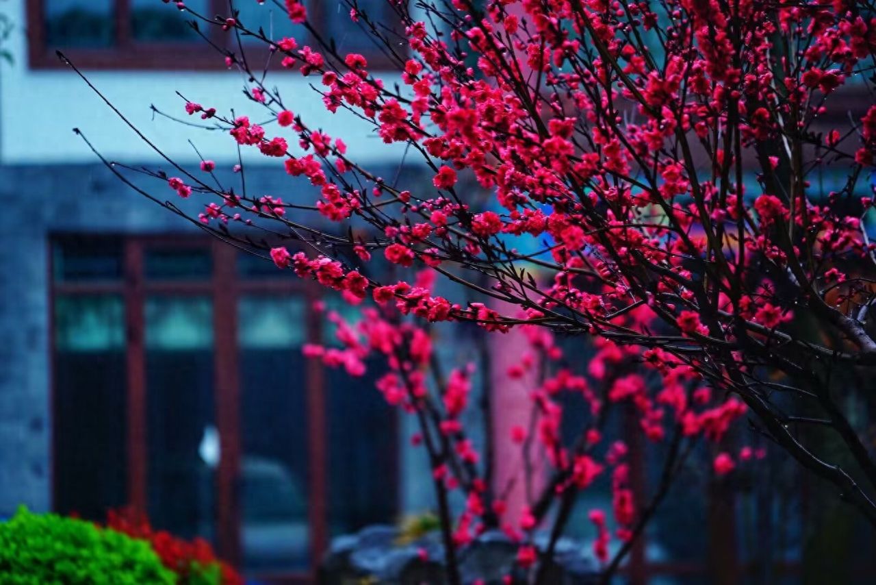 Photo by Chang Lao Duck Inn - Courtyard Plum Branch Photography