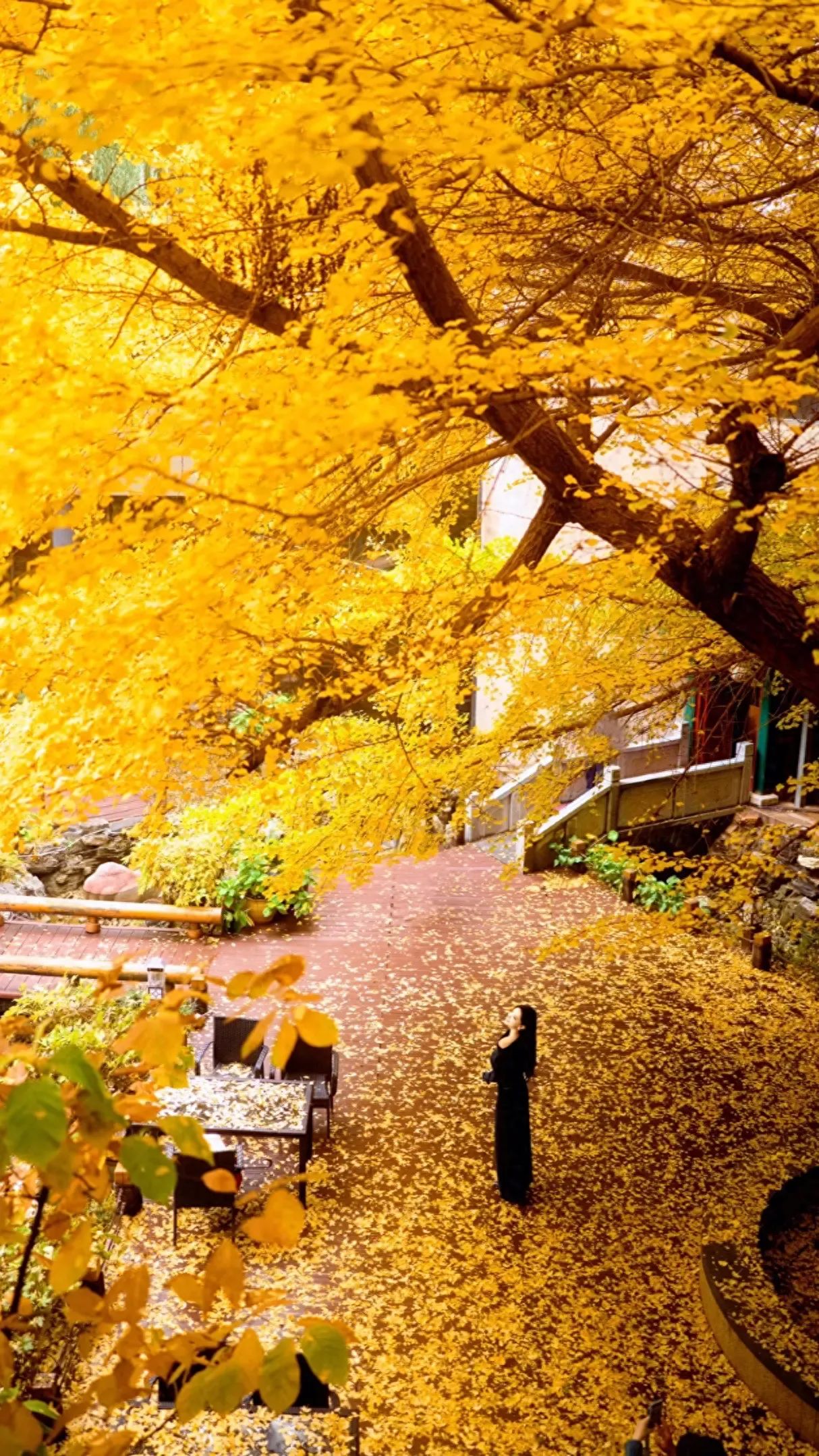 Capture the scene from a high-angle perspective, focusing on the figures under the golden ginkgo trees, with the ginkgo leaves covering the ground, antique-style steps, and tables and chairs as the backdrop. Utilize the high-angle shot to showcase the overall layout of the scene and the spread of golden leaves, creating a romantic and aesthetic autumn atmosphere. Employ a standard lens to clearly capture the posture of the figures, the color layers of the ginkgo leaves, and the texture of the antique elements, conveying a visual experience rich in poetic and natural beauty.

Best time for photography: The prime观赏 period for ginkgo trees at the Capital Hotel主要集中在11月, with the optimal viewing times being around November 10th to November 20th.