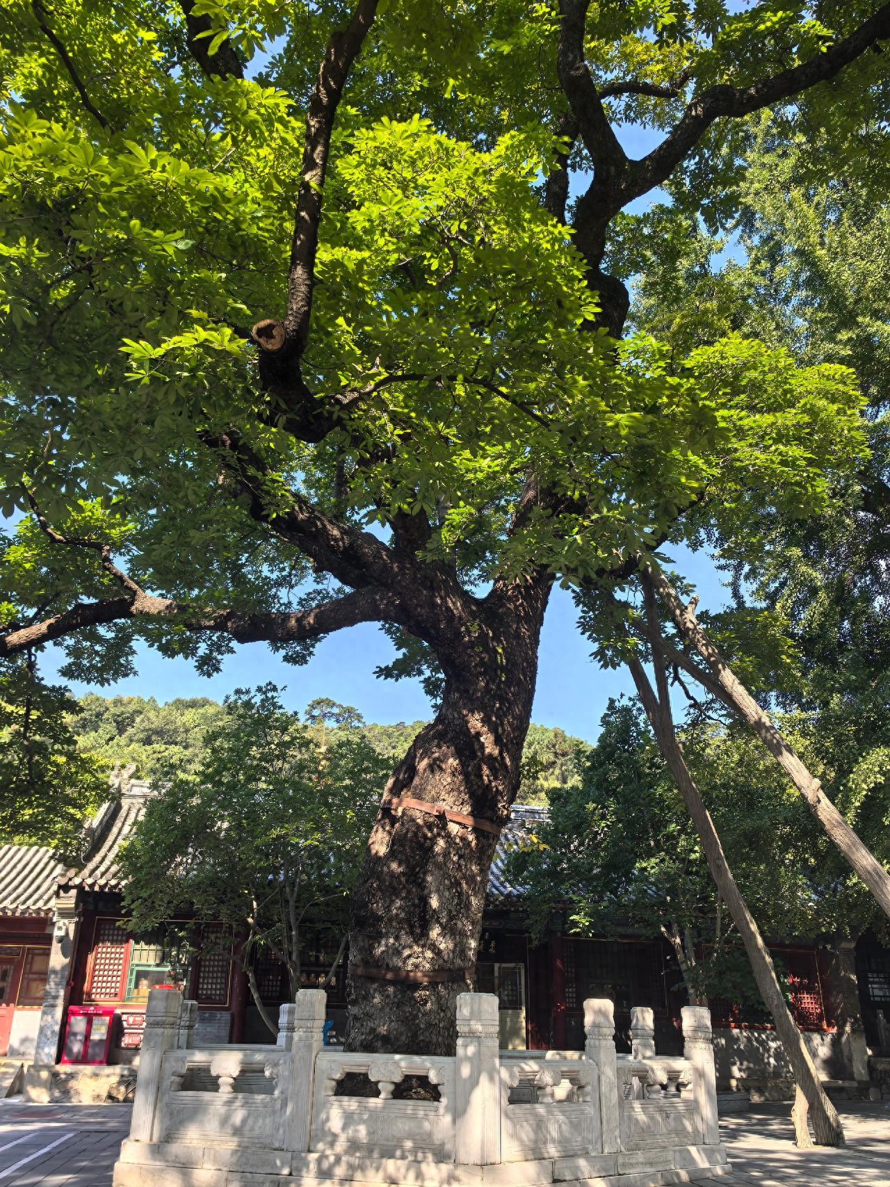Photo by TanZhe Temple - Tall ancient trees in the stone railings