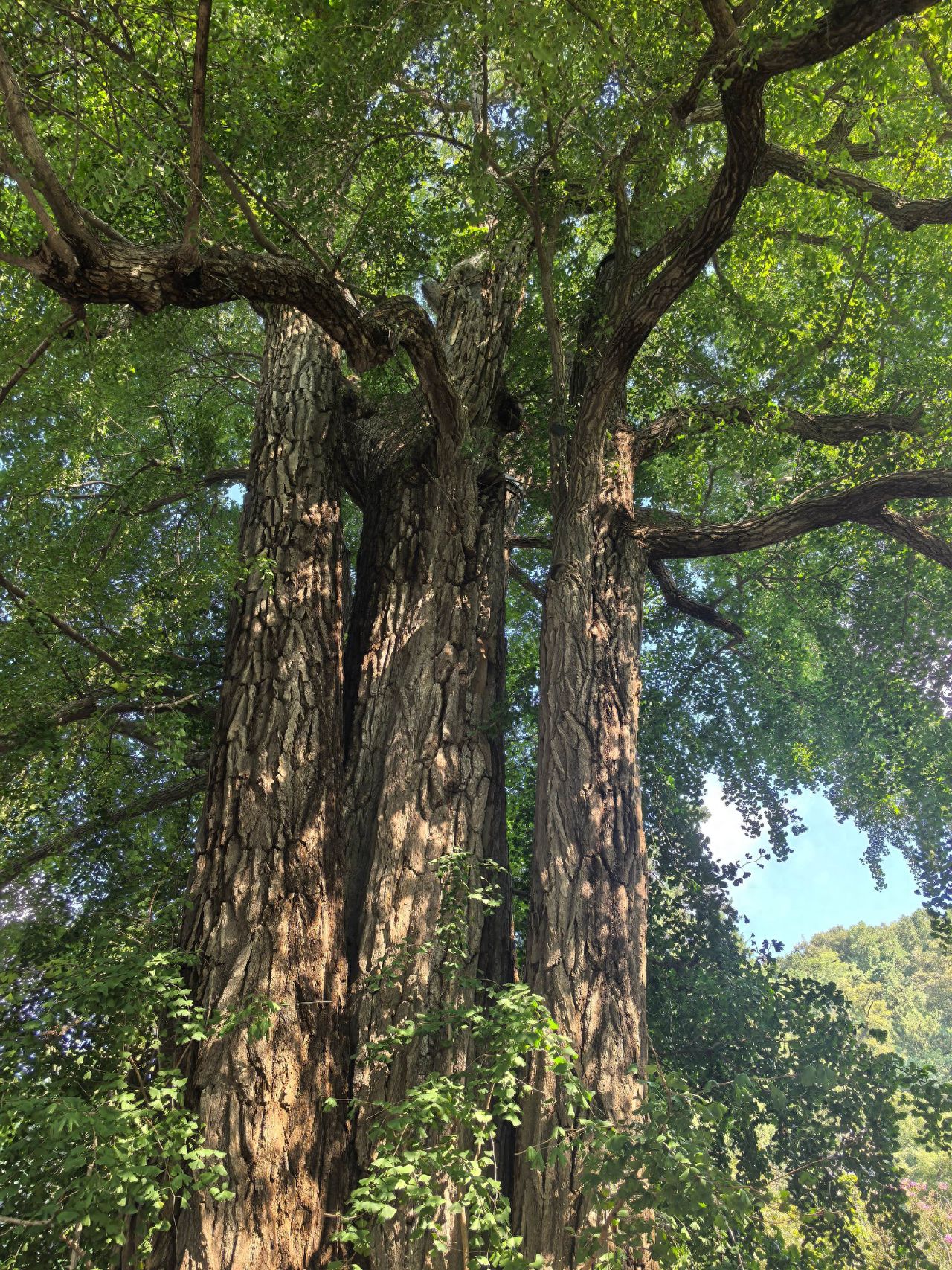Photo by Beijing Tanzhe Temple - Ancient Tree Trunks and Foliage