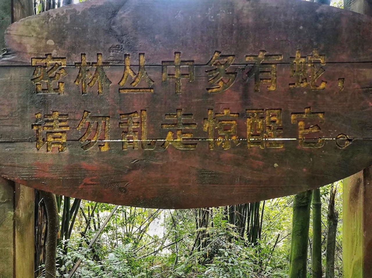 Use a centered composition with the wooden sign at the center of the frame to highlight the warning text. Shoot from a flat angle to ensure the text is clearly horizontal. Include the main body of the sign and the bamboo forest background in the shot to enhance the environmental atmosphere.