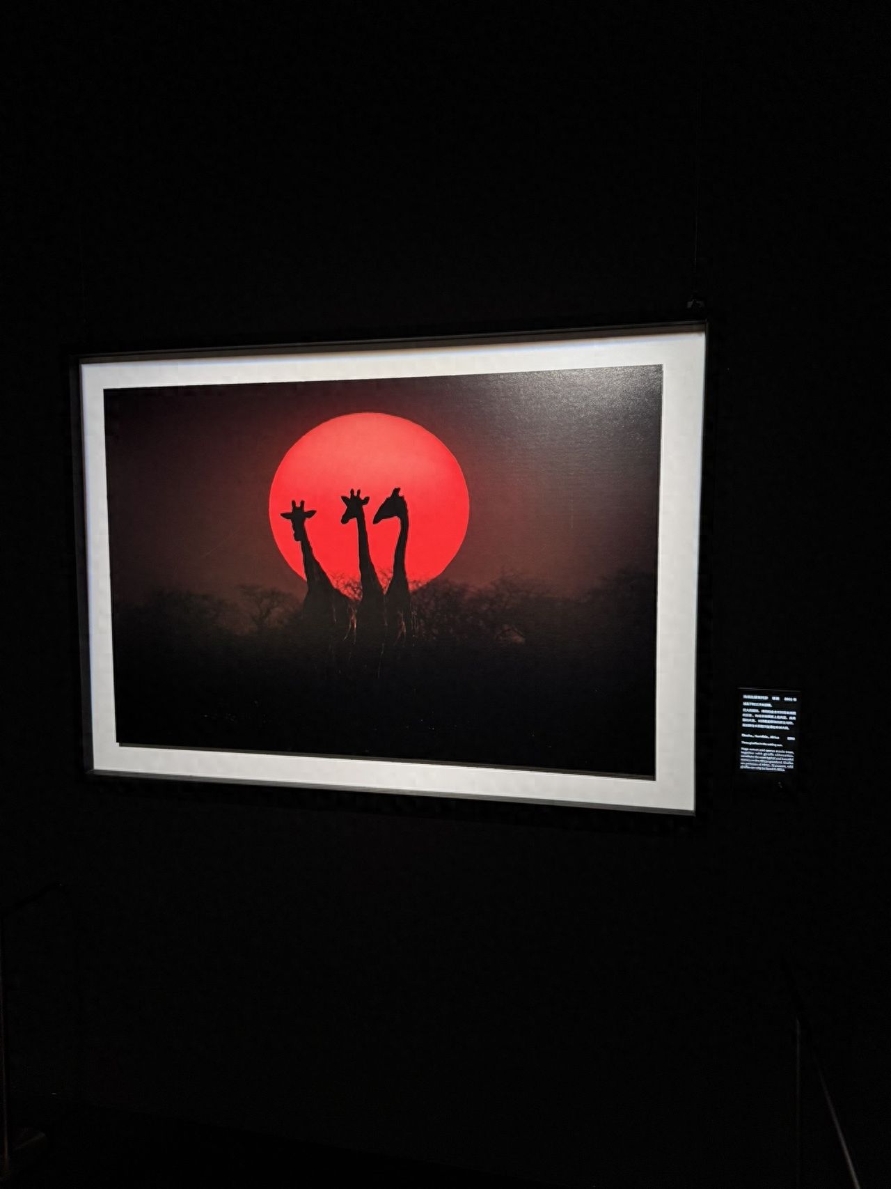 Photo by Luo Hong Photography Art Museum - Sunset Animal Silhouette Photography Works