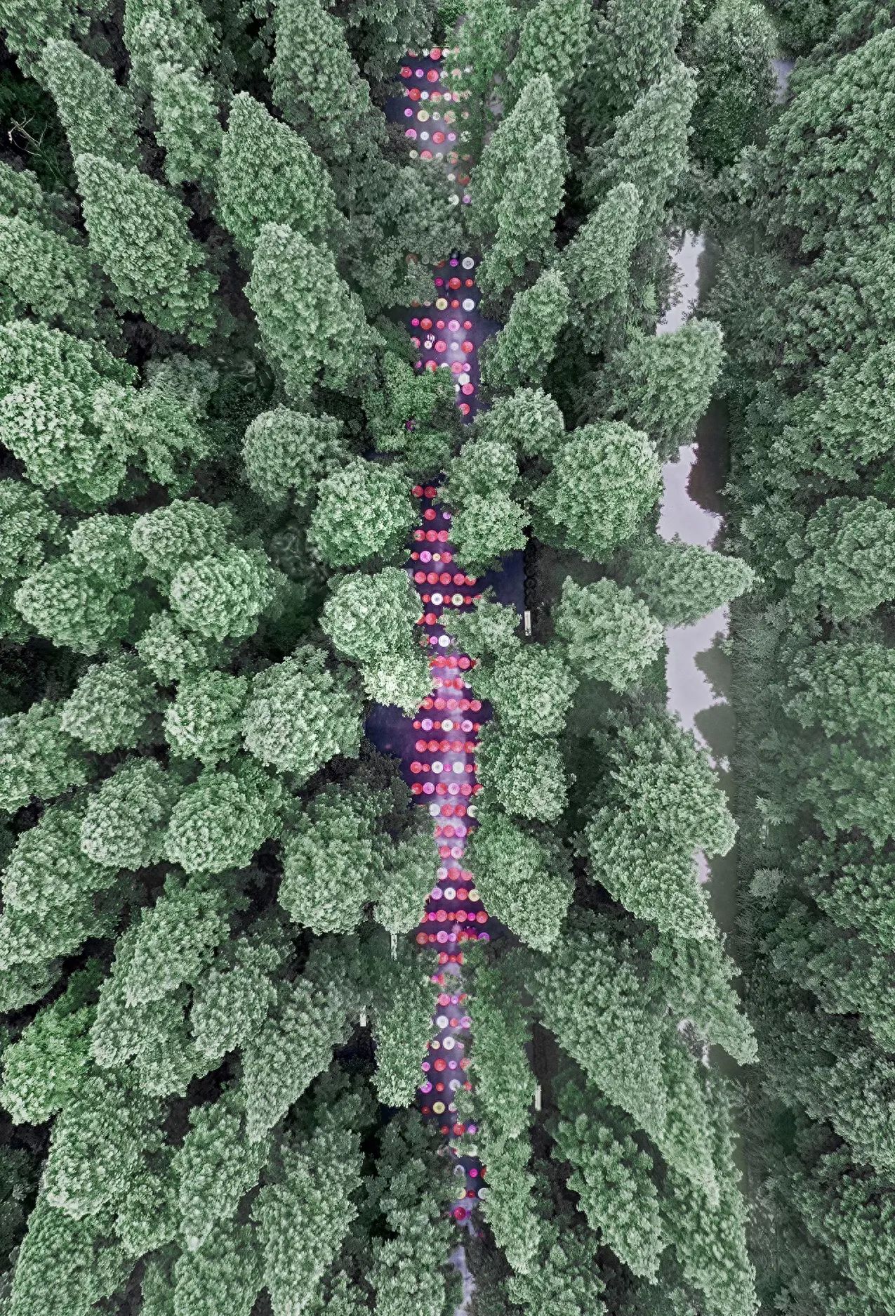 The photographer used a drone to capture an overhead shot, focusing on symmetrical composition, placing the colorful road at the center of the frame, with dense forests symmetrically distributed on both sides to create a sense of balance. The road extends from the bottom to the top of the image, acting as a leading line that enhances the sense of depth.

1. Travel Tips:
   - Ticket price: 60 yuan;
   - Opening hours: 8:30 AM to 4:00 PM.
2. Additional advice: It is recommended to park at Gate 1 parking lot, costing 20 yuan per entry.