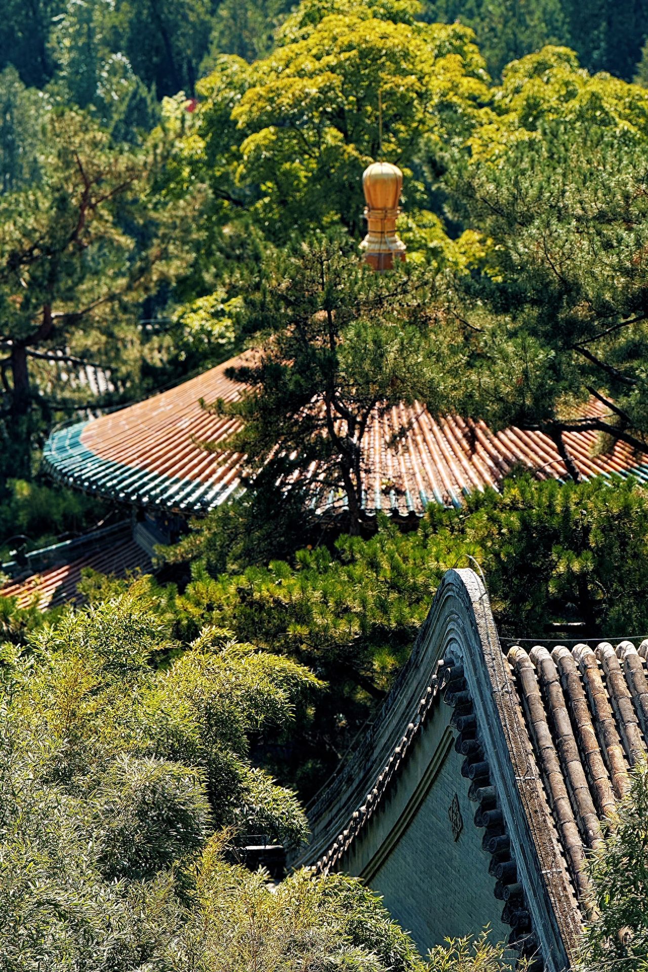 Photo by Tanzhe Temple - Roofs and Pagoda Treetops