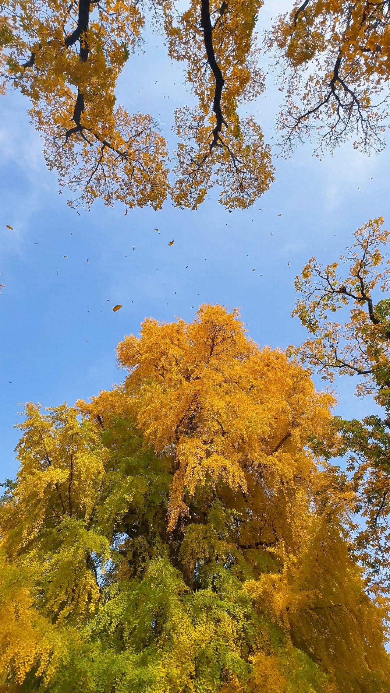 Photo by Tanzhe Temple - Under the Imperial Ginkgo Tree