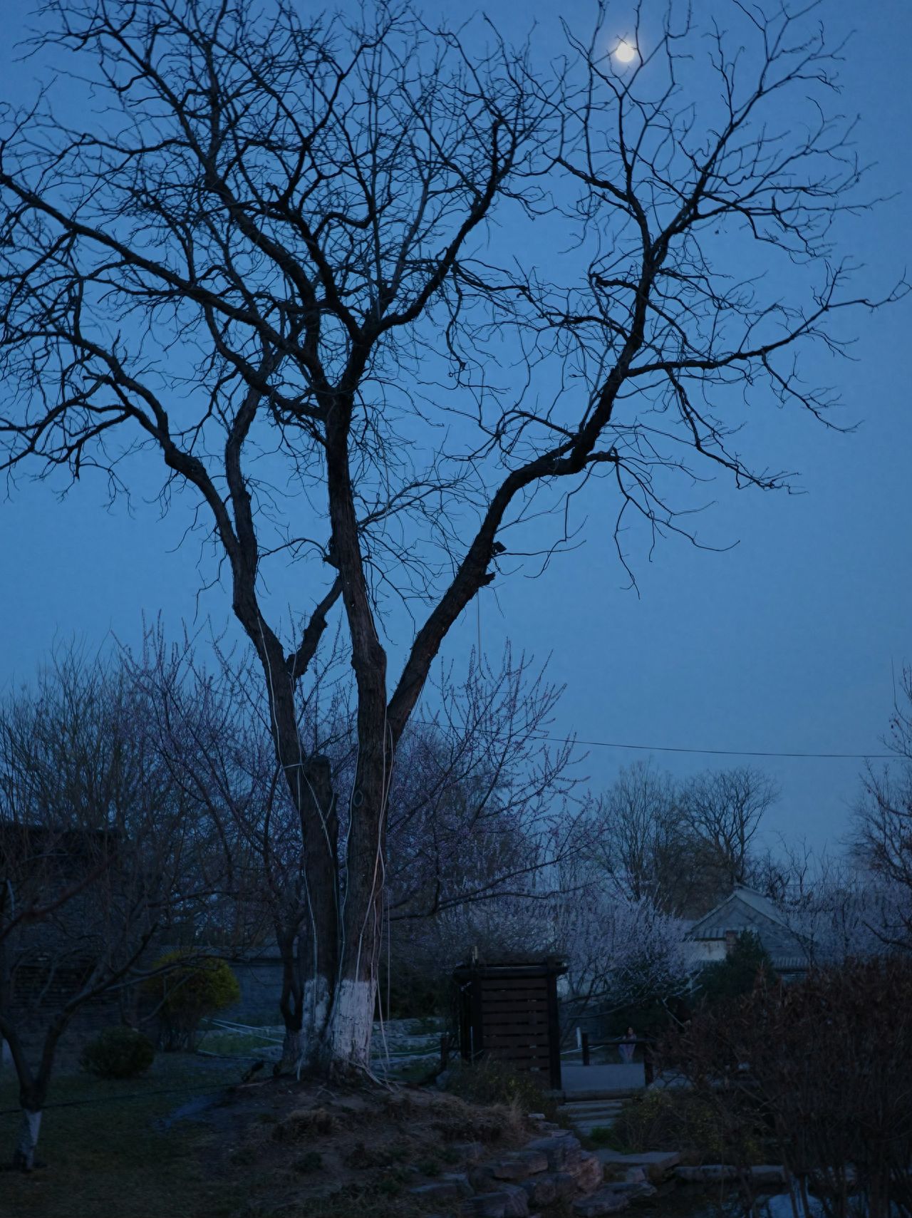 The photographer uses a low-angle shot, capturing from a lower position and pointing the camera upwards to emphasize the towering trunk and branches of the large tree. The tree is centrally composed, placed at the center of the frame with its branches spreading out in all directions, and the inclusion of the moon in the upper right corner enhances the artistic conception. The framing encompasses the entire large tree, the night sky, and the lower trees and small house below, adding a sense of environmental depth. Travel tip: It is recommended to take photos at sunset for a more atmospheric feel.