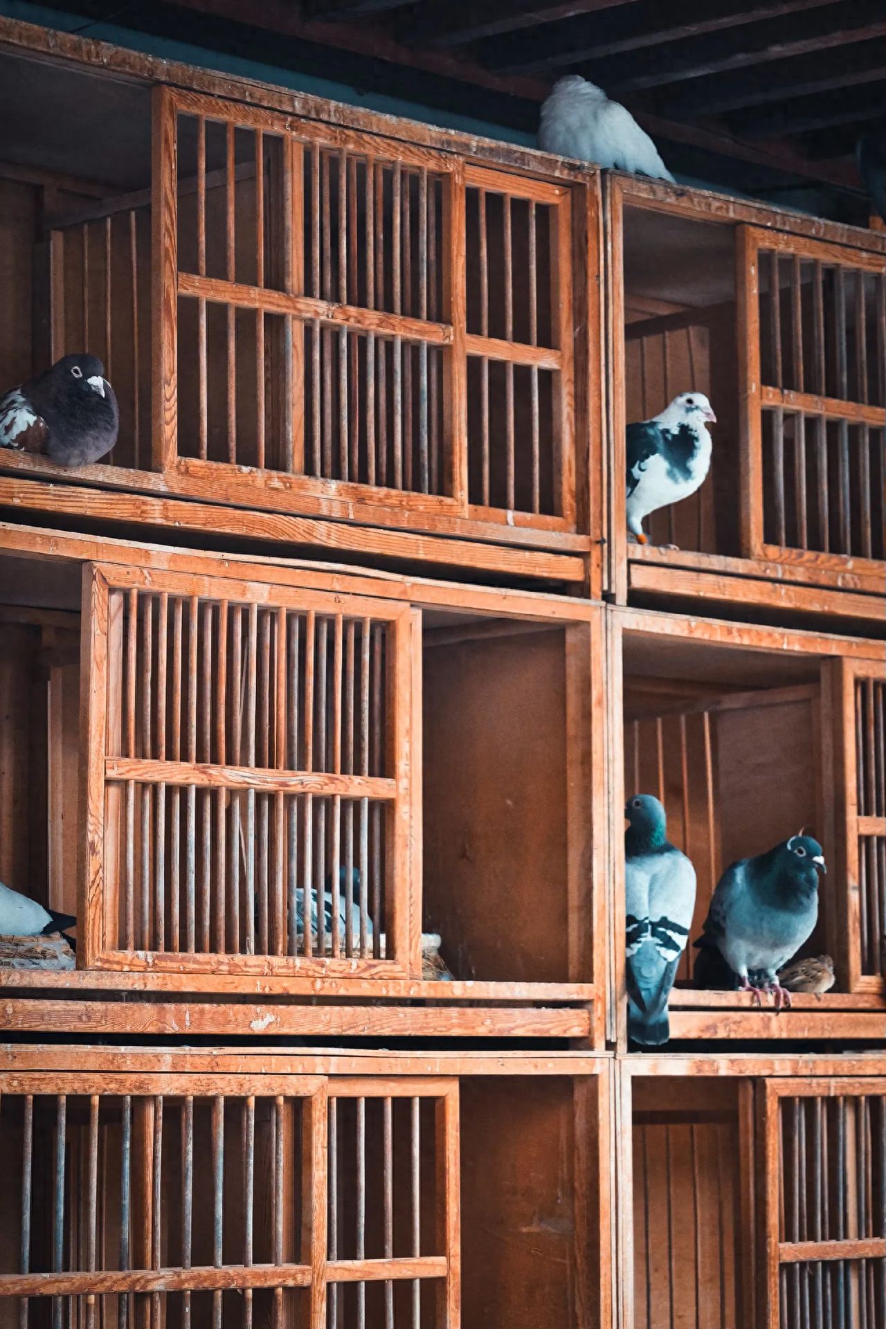 Photo by Lanman Hutong - Pigeon Coops