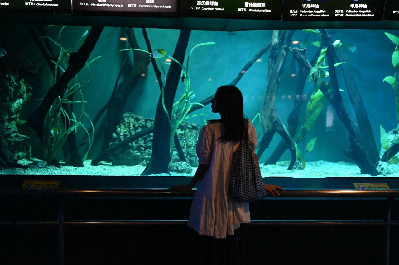 Photo by Beijing Aquarium - Green Seaweed Exhibition Tank