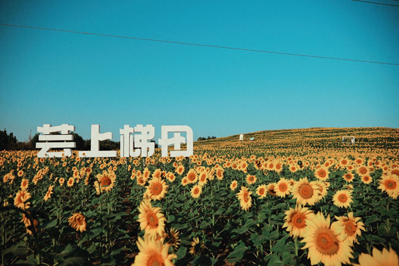 Photo by Wenyu River Park - Cloud Terraces and Sunflower Sea